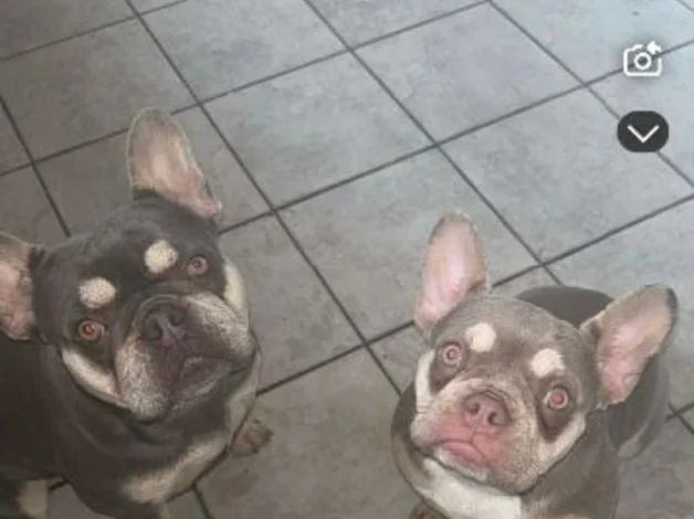 4 beautiful French bull dog puppies image 7