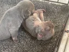 4 beautiful French bull dog puppies image 8