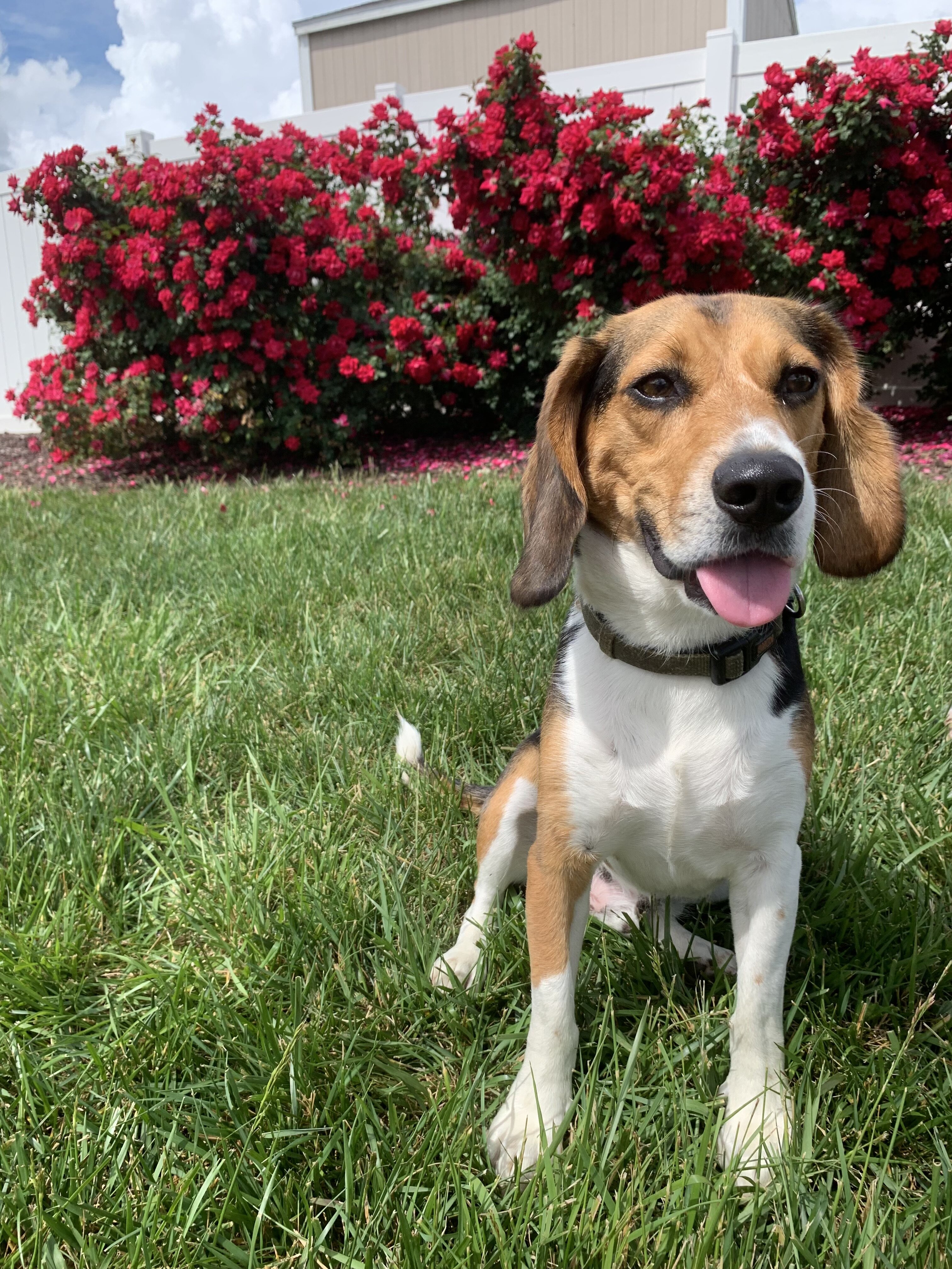 Cosmo - Beagle image 1