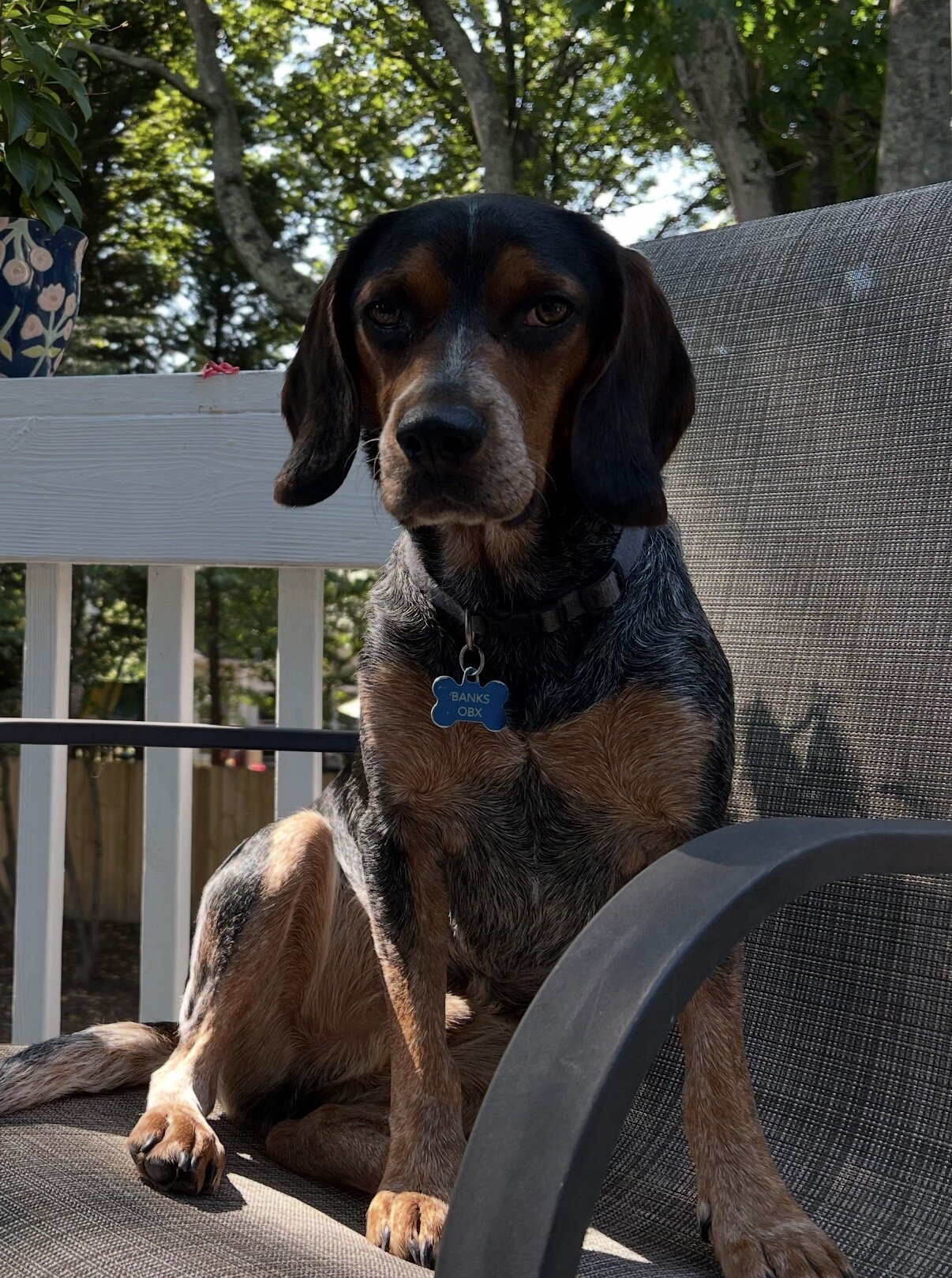 Banks - Beagle image 1