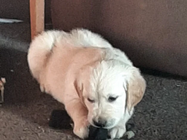 Golden Retriever image 1