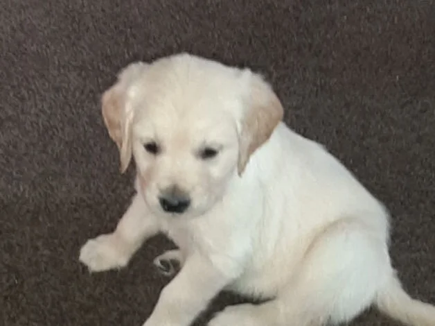 Golden Retriever image 2