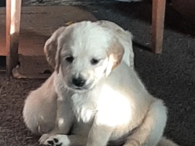 Golden Retriever image 3