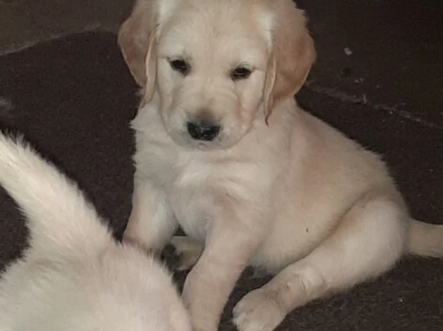 Golden Retriever image 4