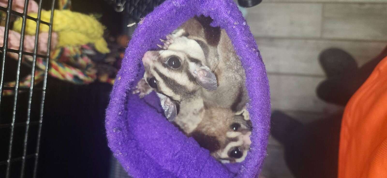 Carmino Sugar glider image 1