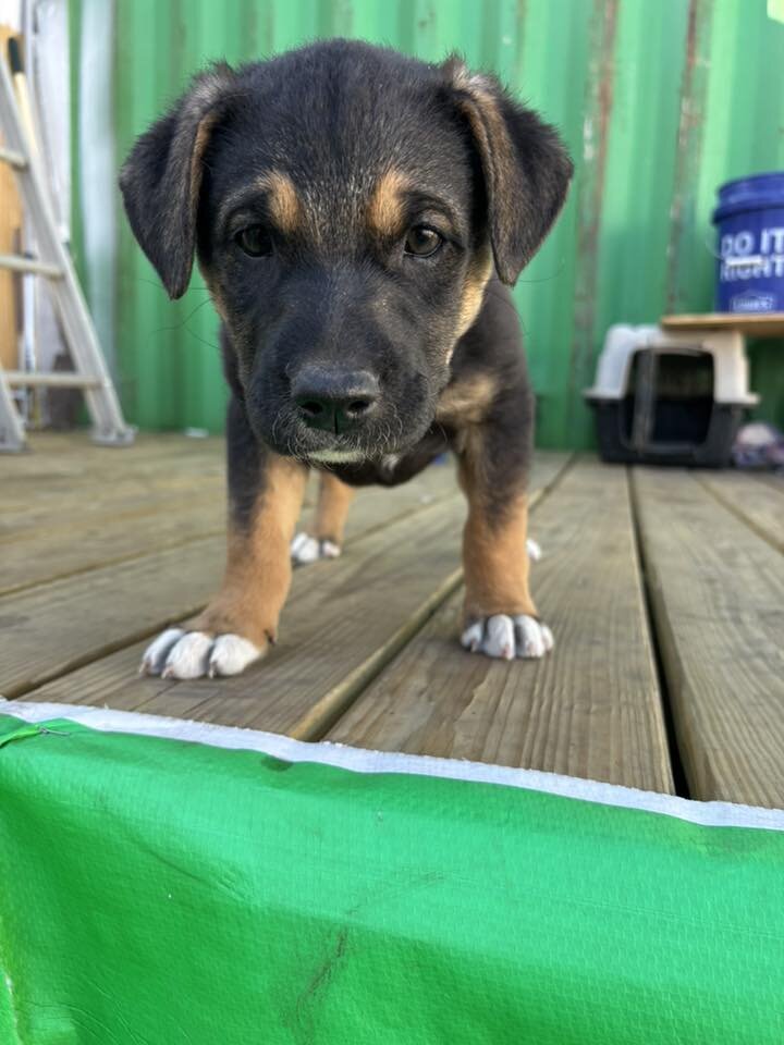 Puppies image 1