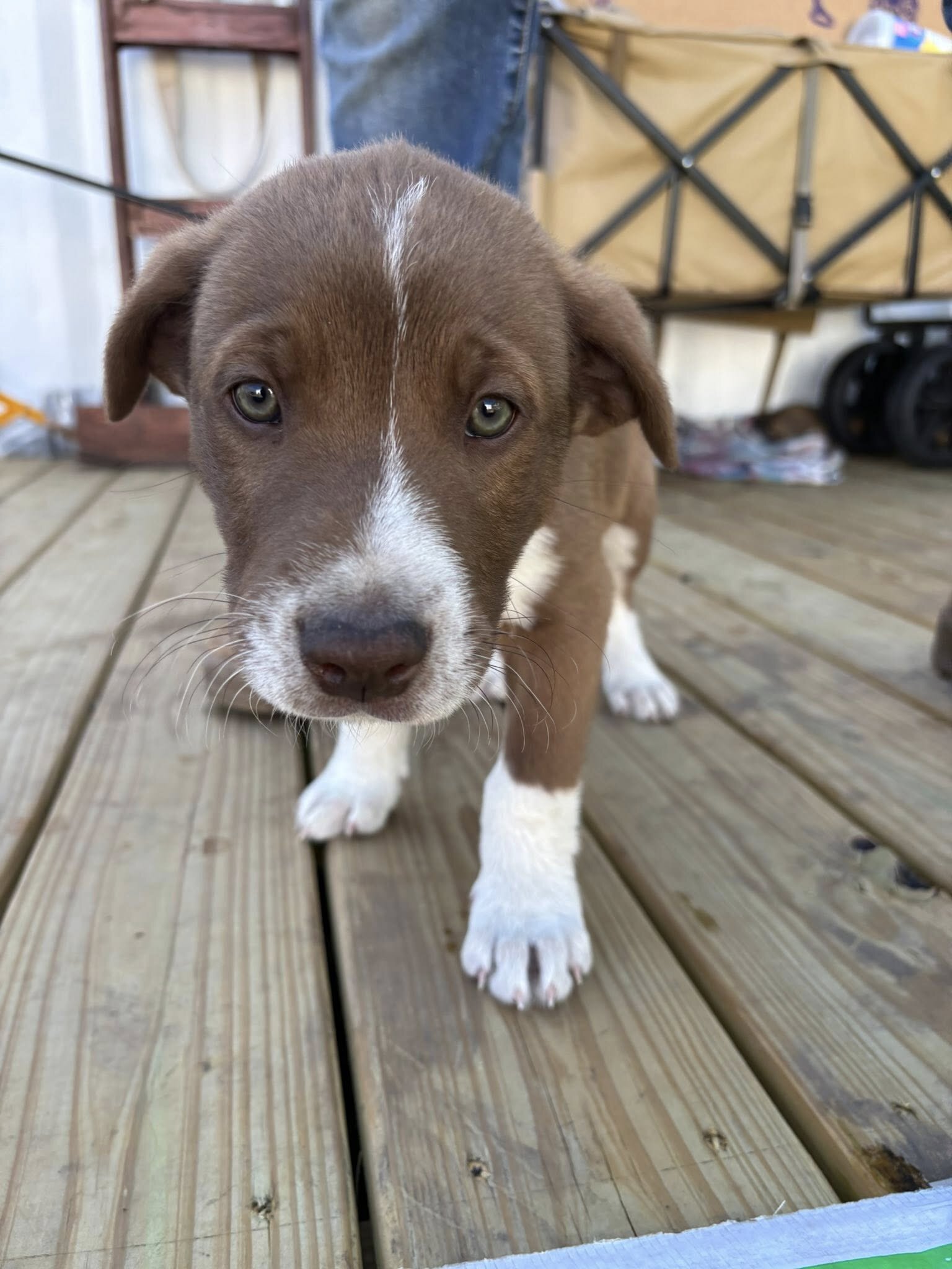 Puppies image 5
