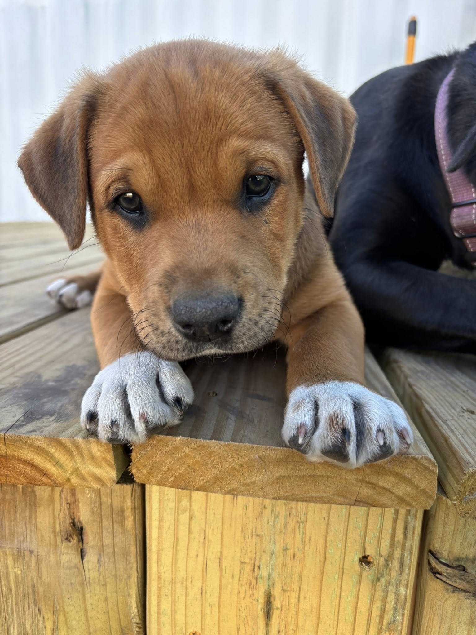 Puppies image 3