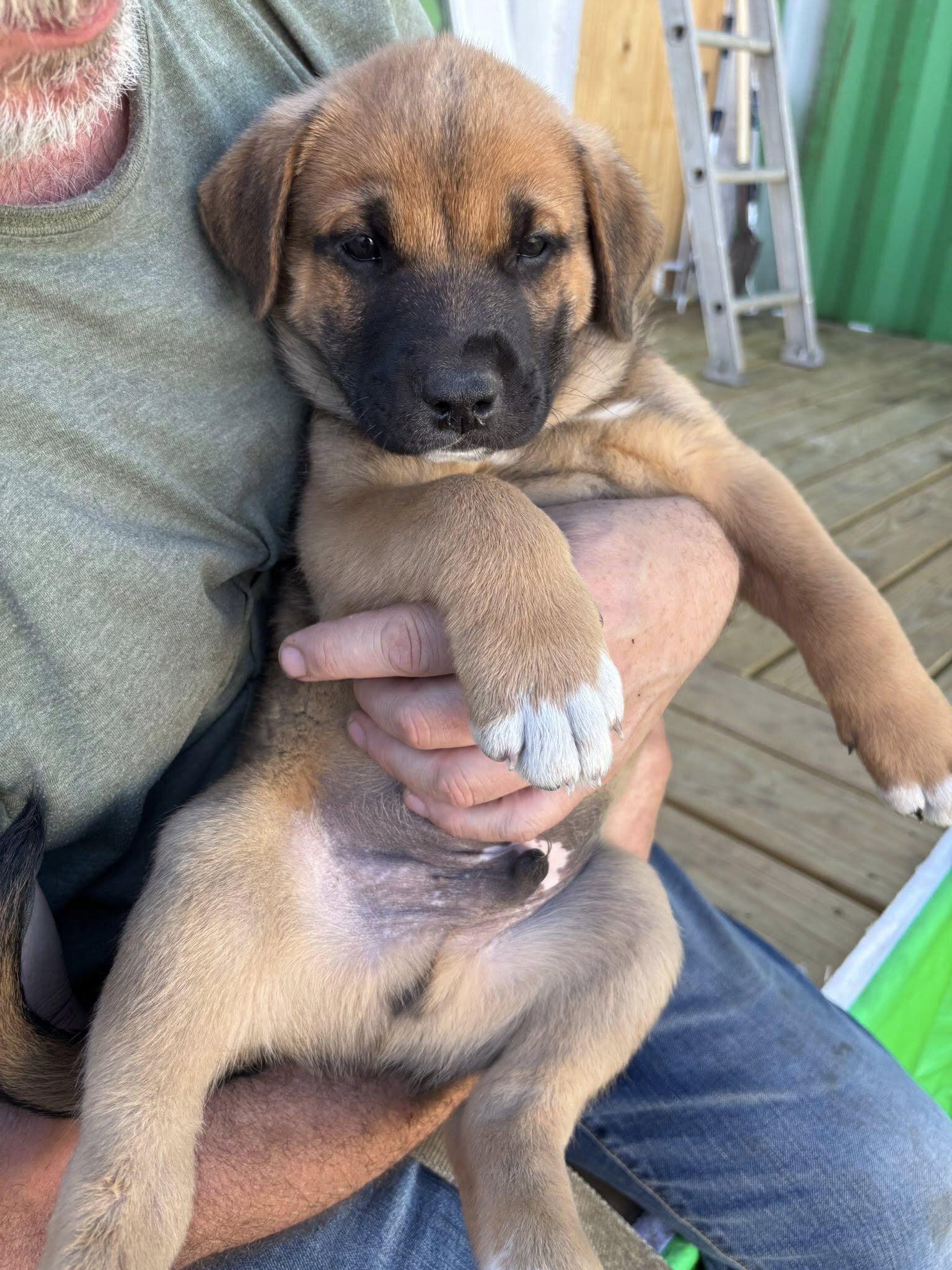 Puppies image 2