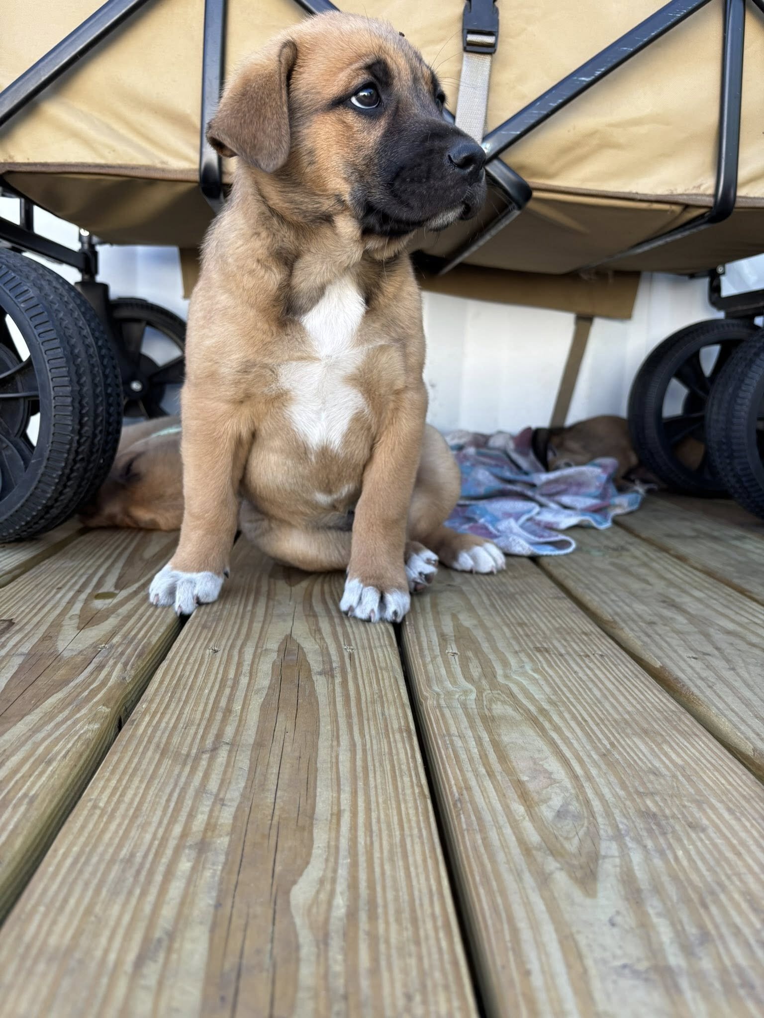 Puppies image 4