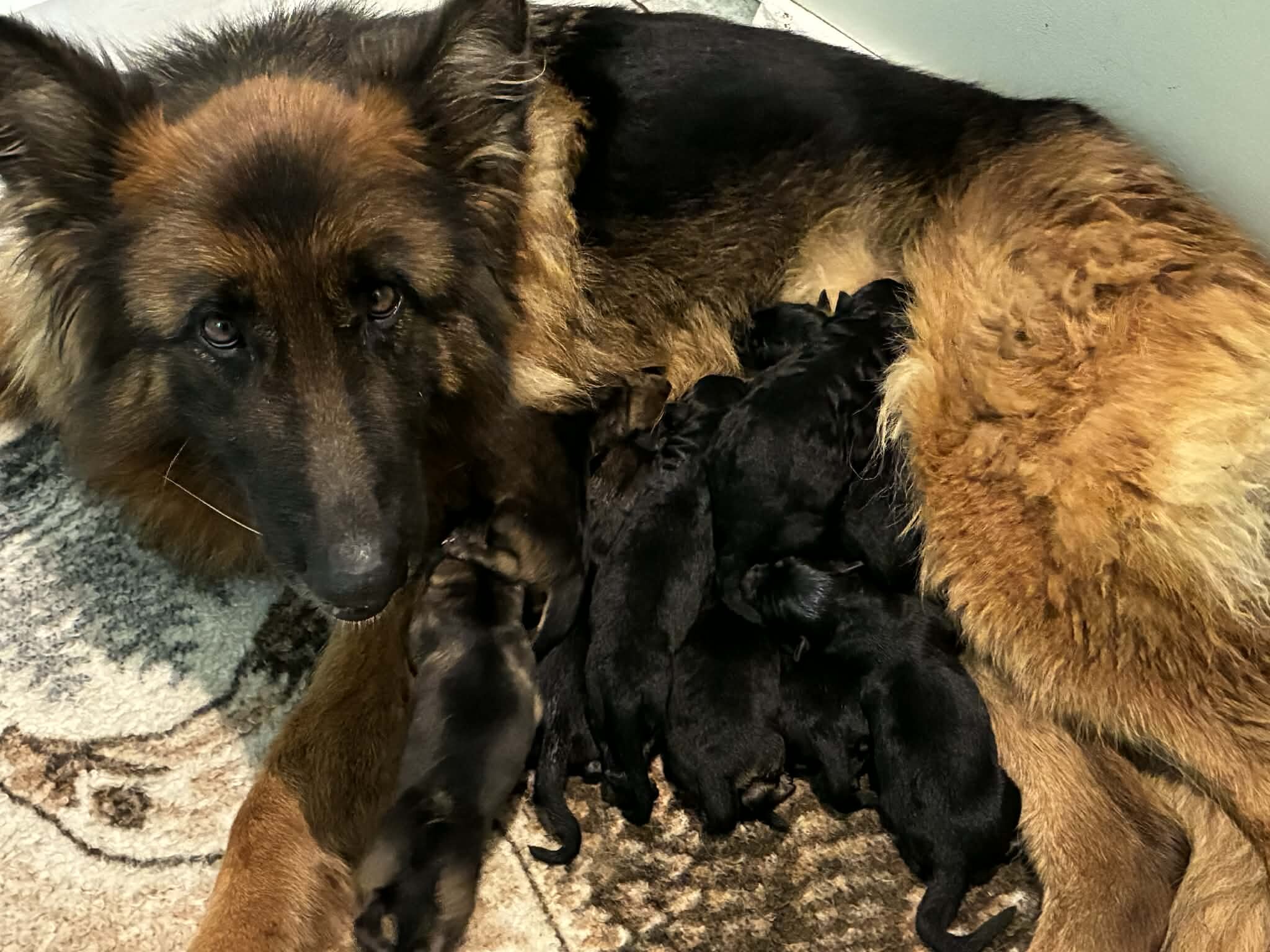 Top Quality European Import German Shepherds image 3