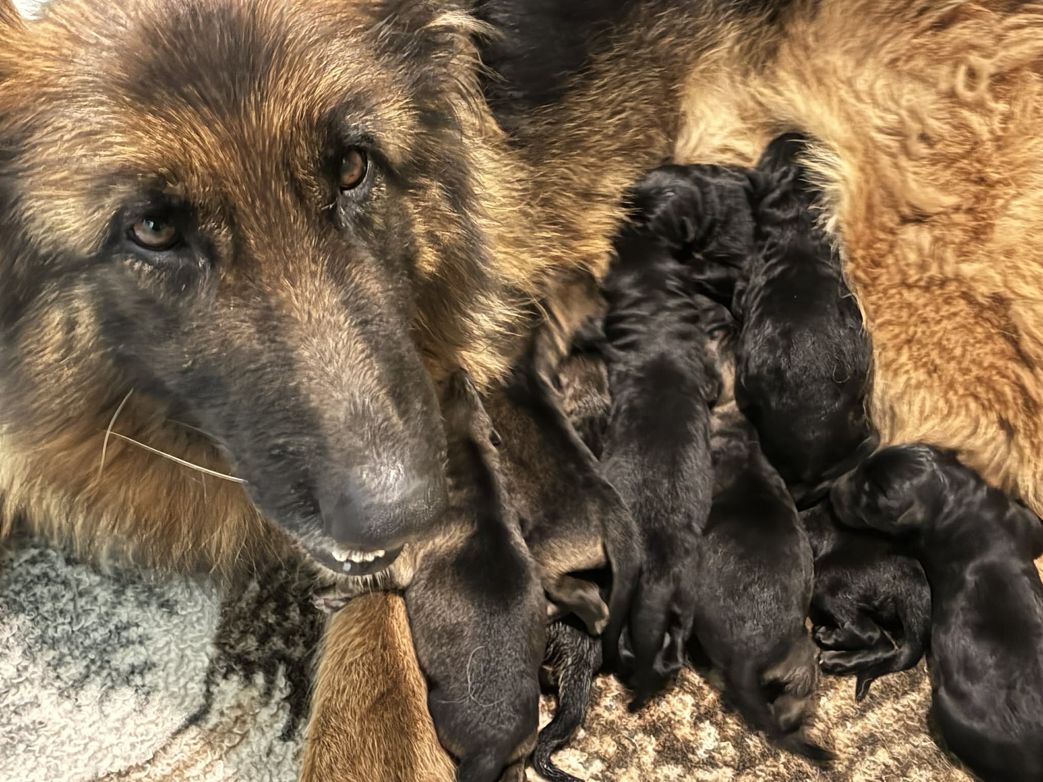 Top Quality European Import German Shepherds image 2