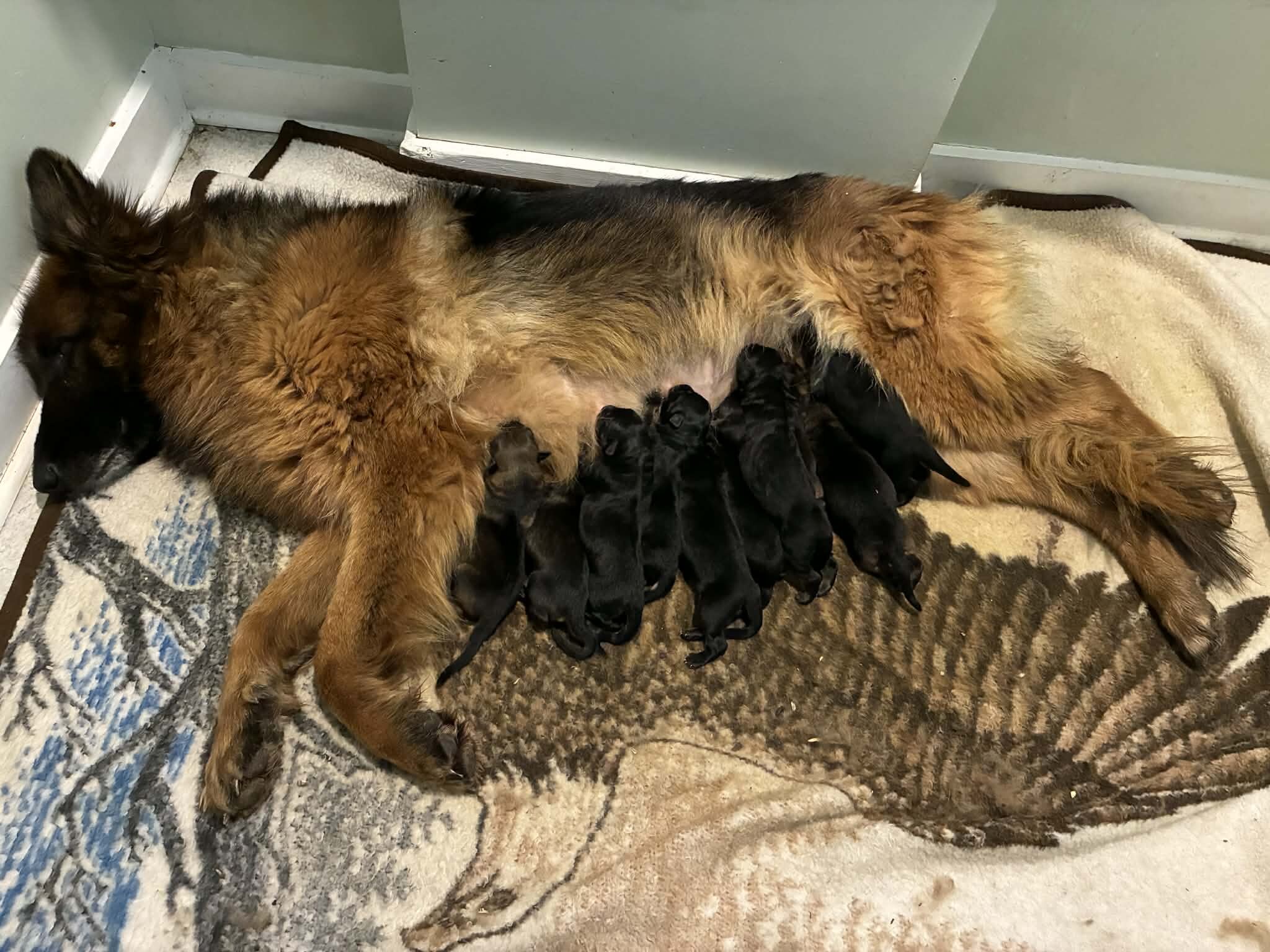 Top Quality European Import German Shepherds image 1