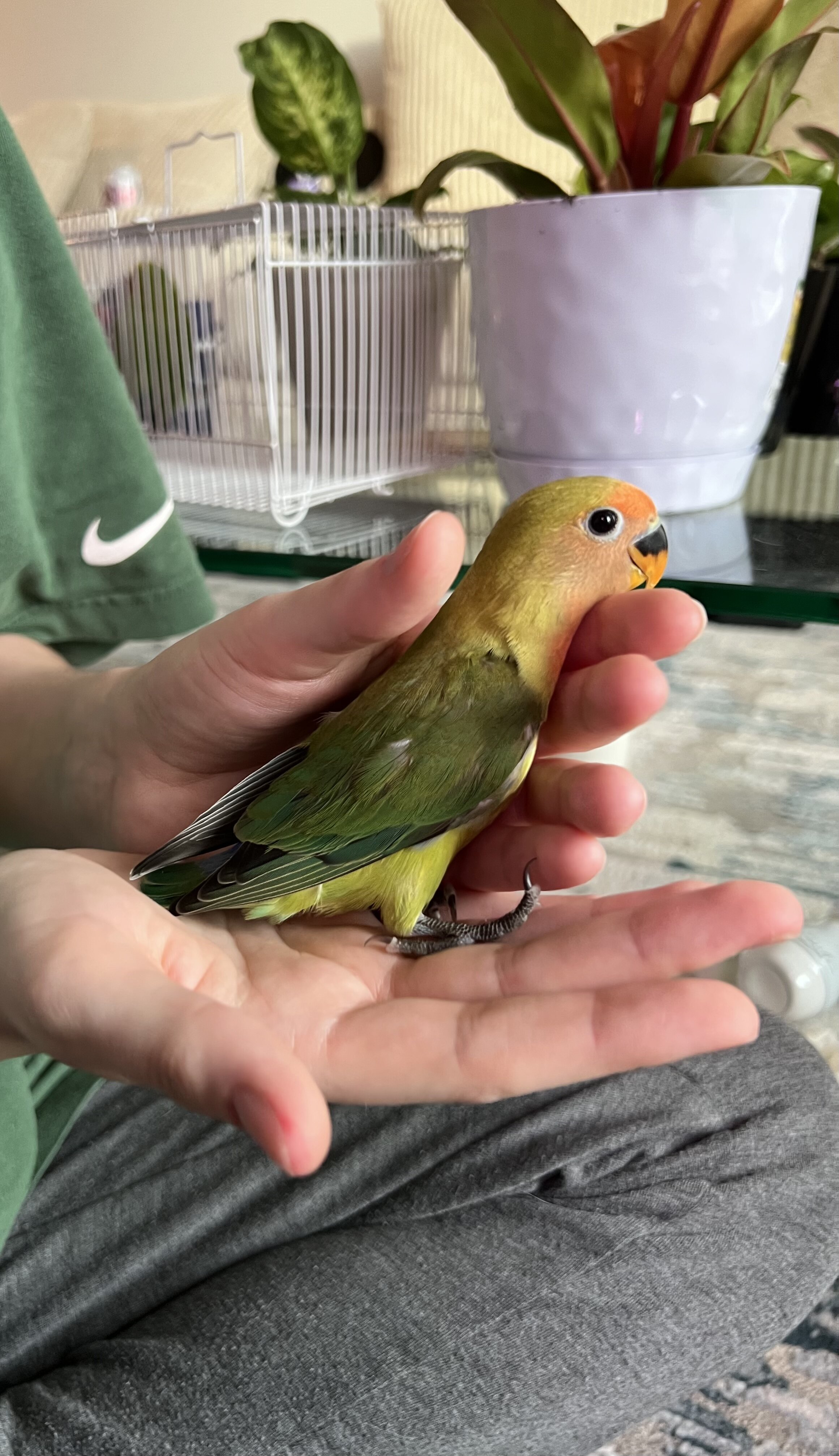 lovebirds image 2