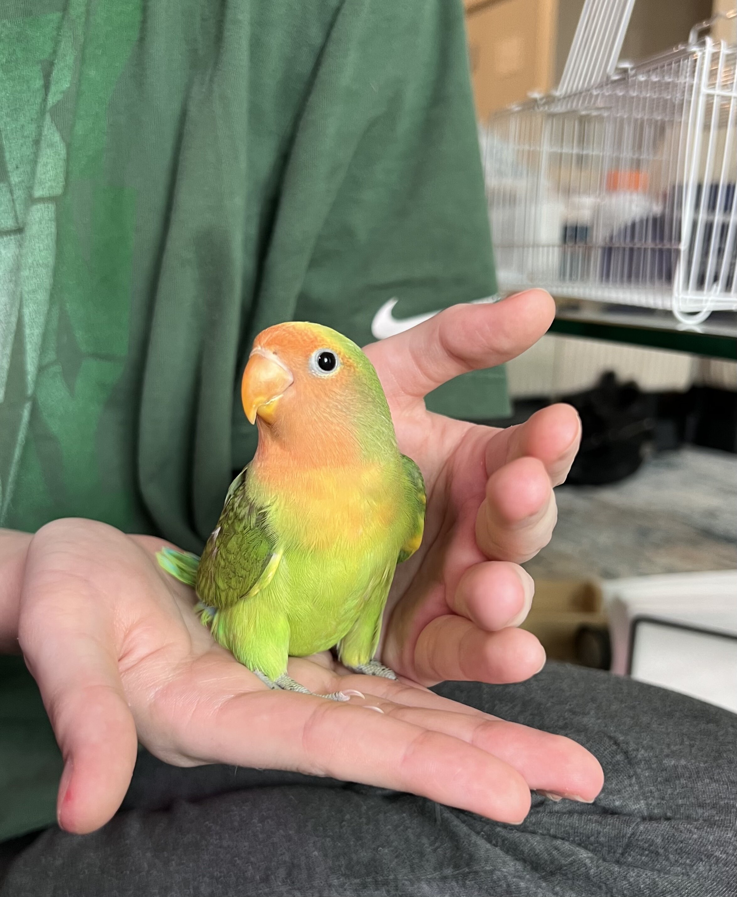 lovebirds image 1
