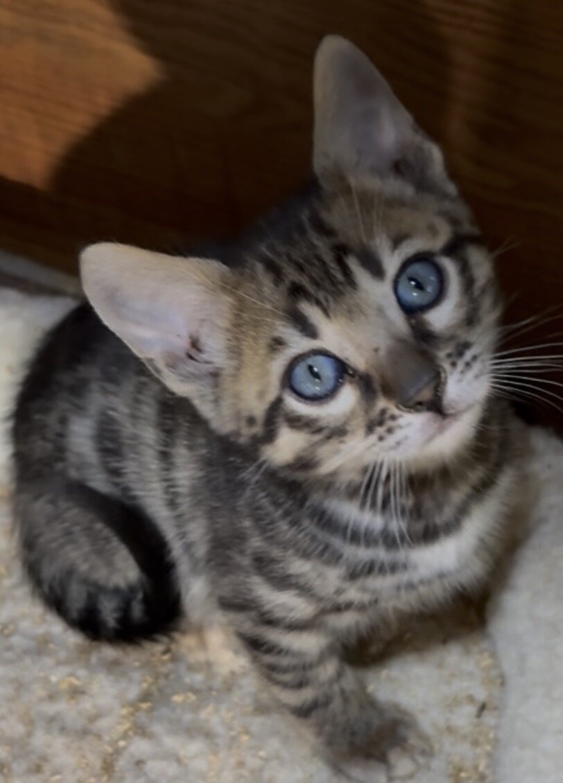 Bengal Kitten image 3