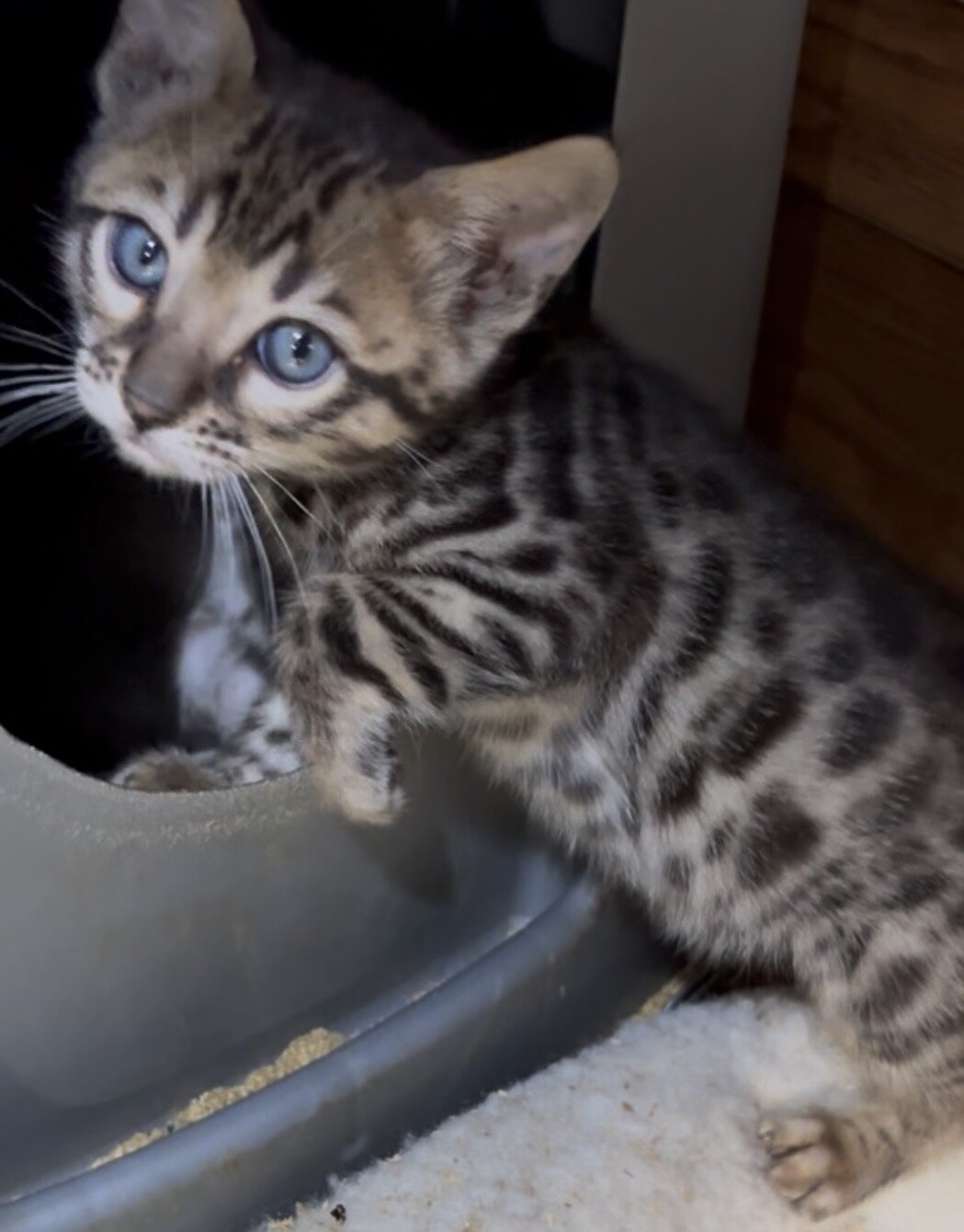 Bengal Kitten image 2