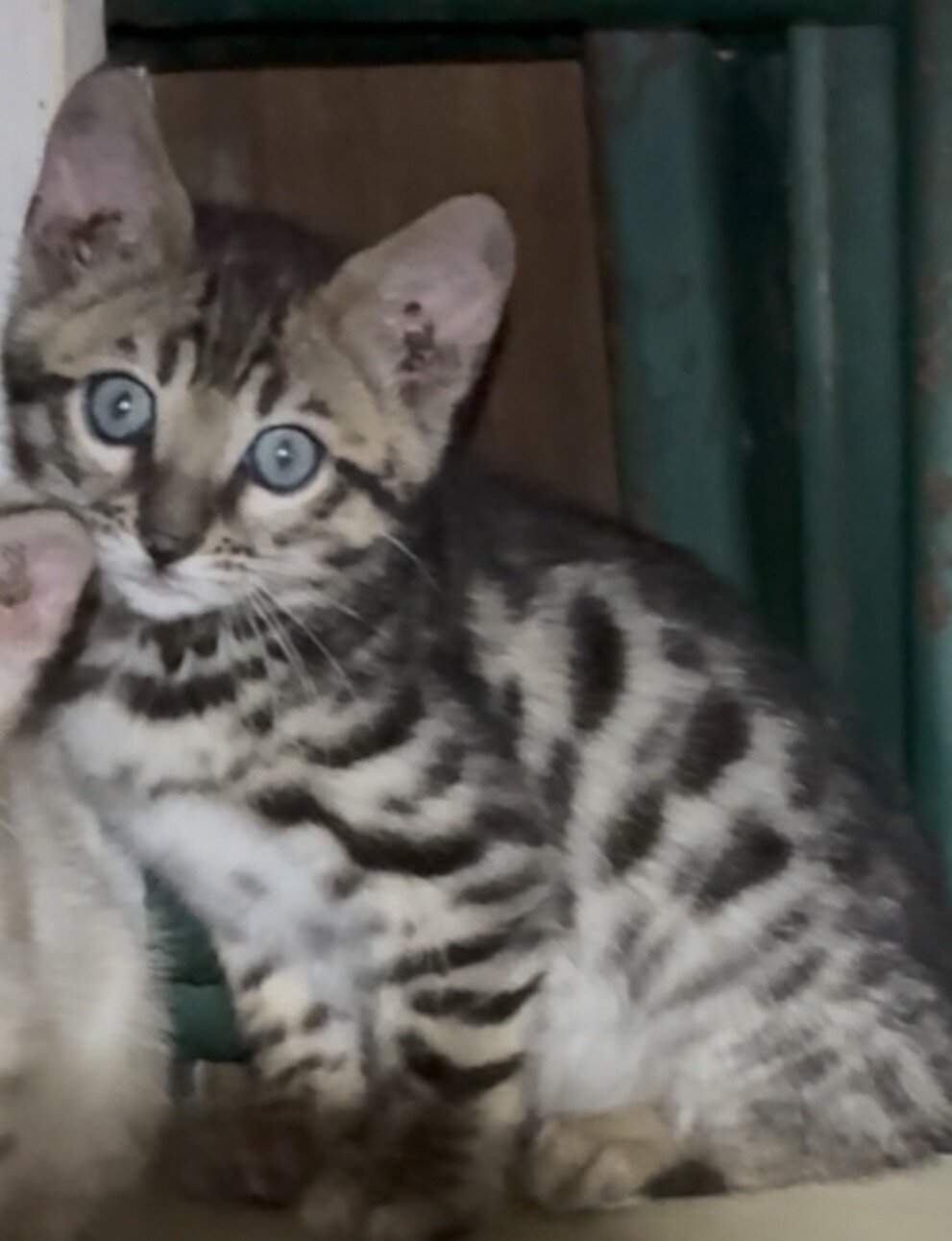 Bengal Kitten image 1