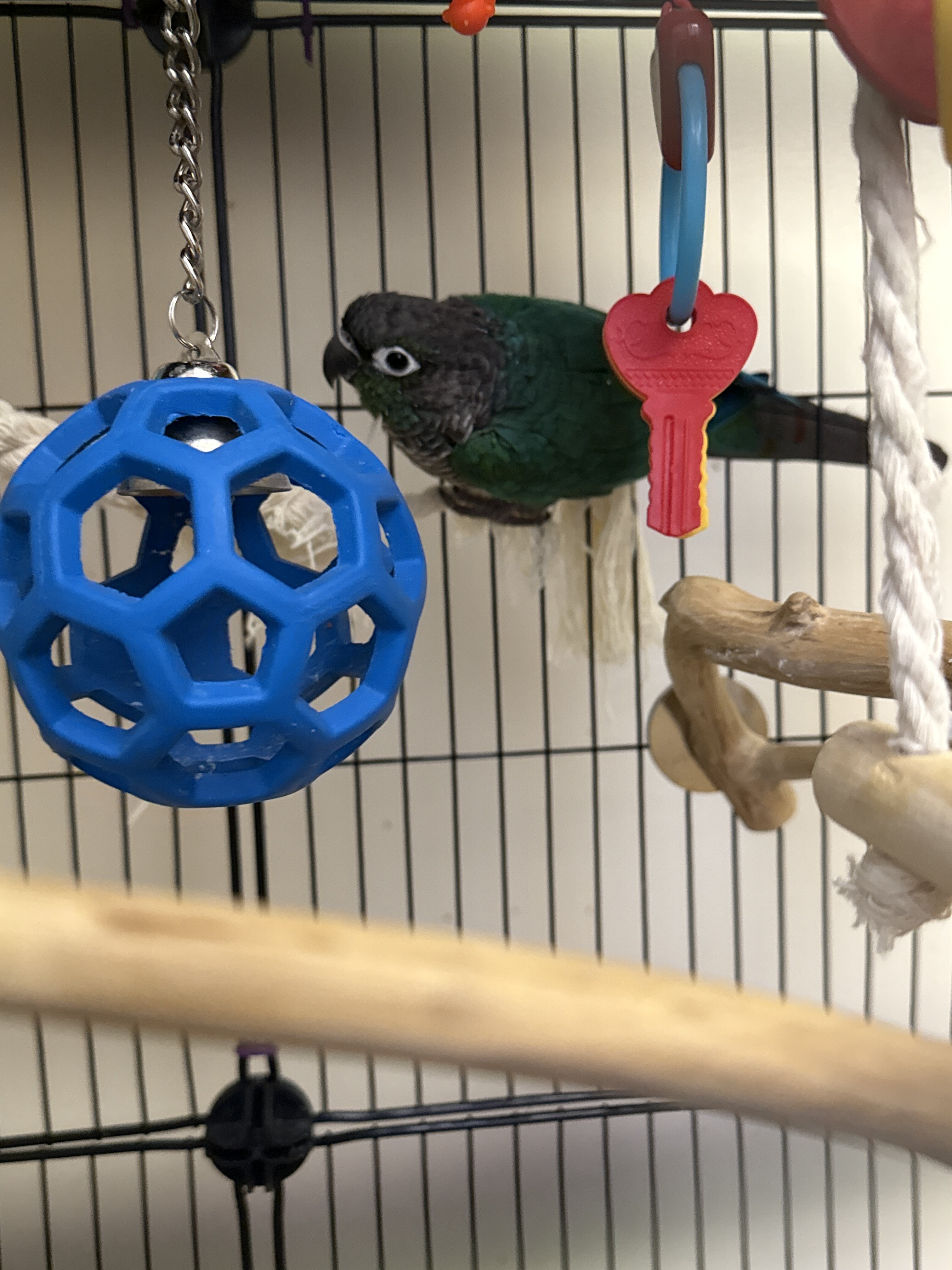 Green cheek conure image 1