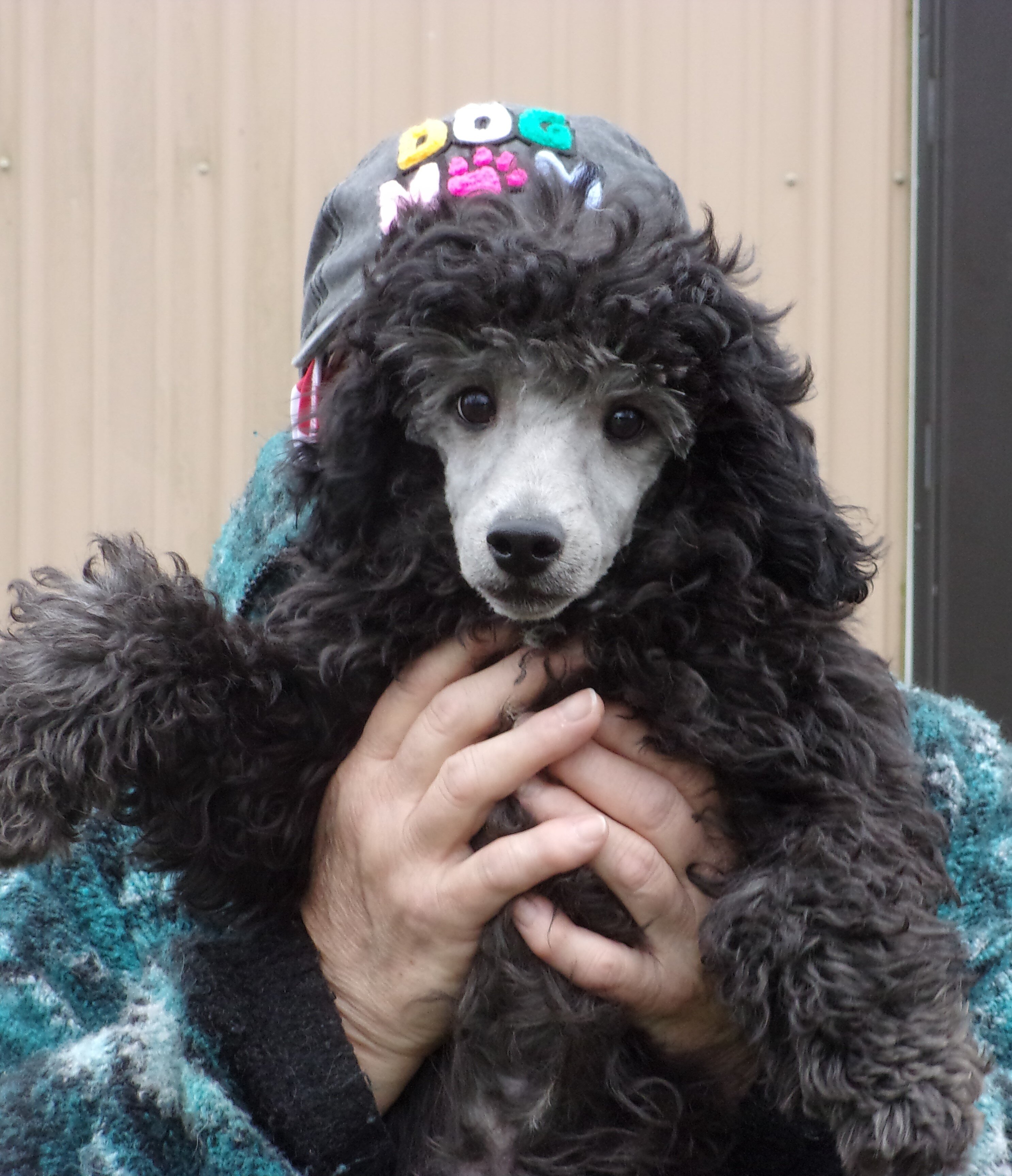 Miniature Poodle image 1
