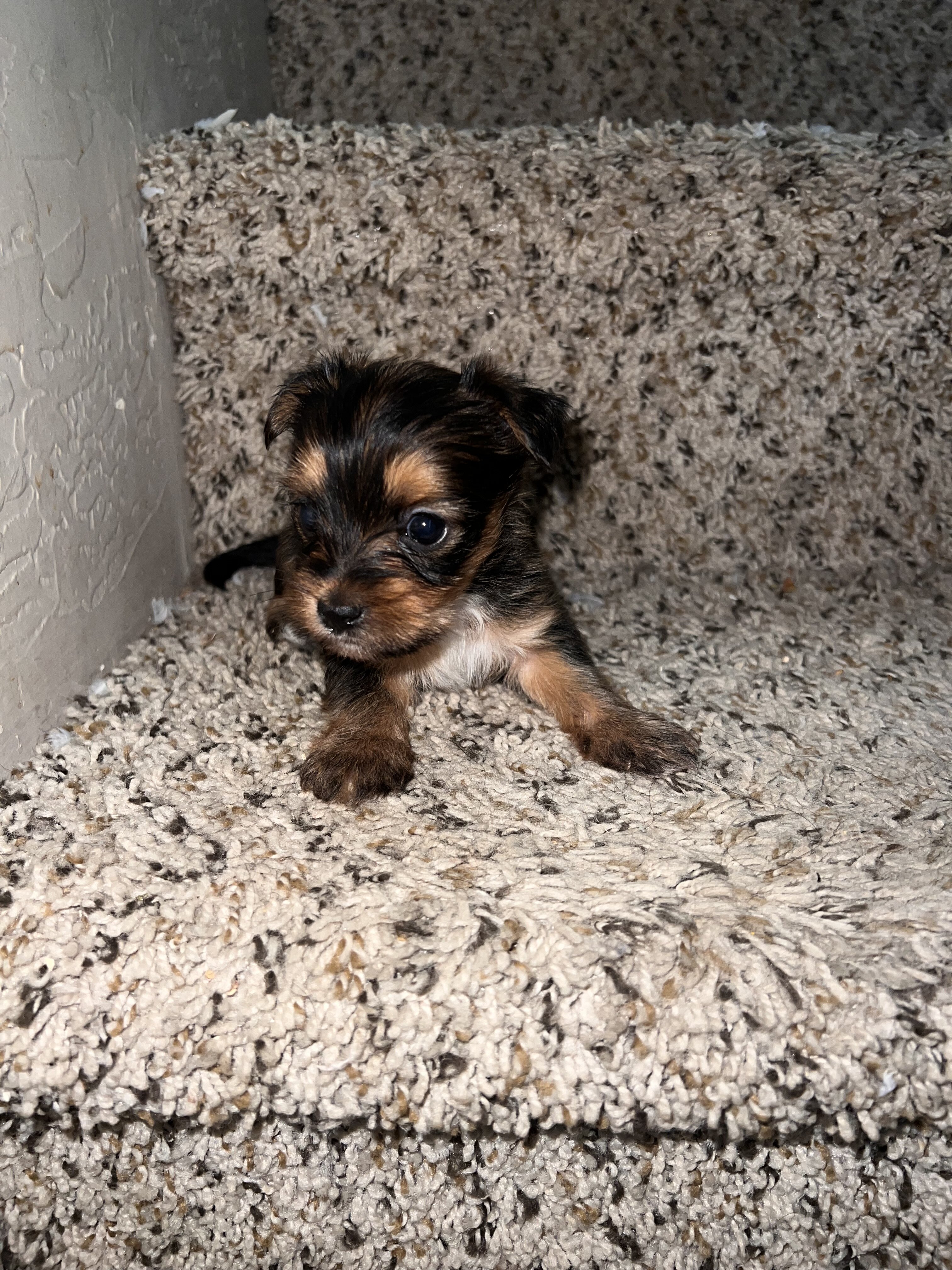 Yorkshire terrier puppies for sale image 6