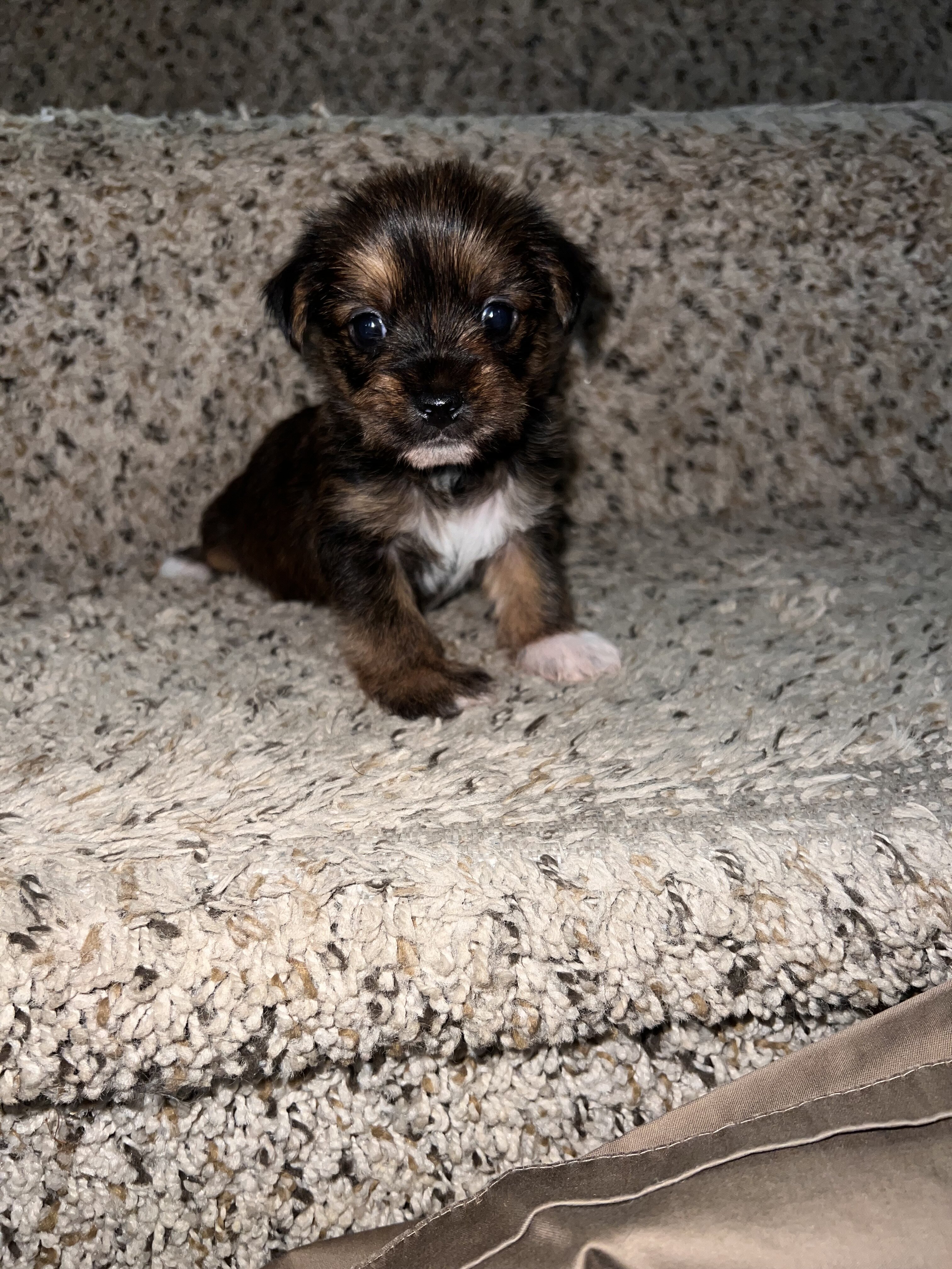 Yorkshire terrier puppies for sale image 7