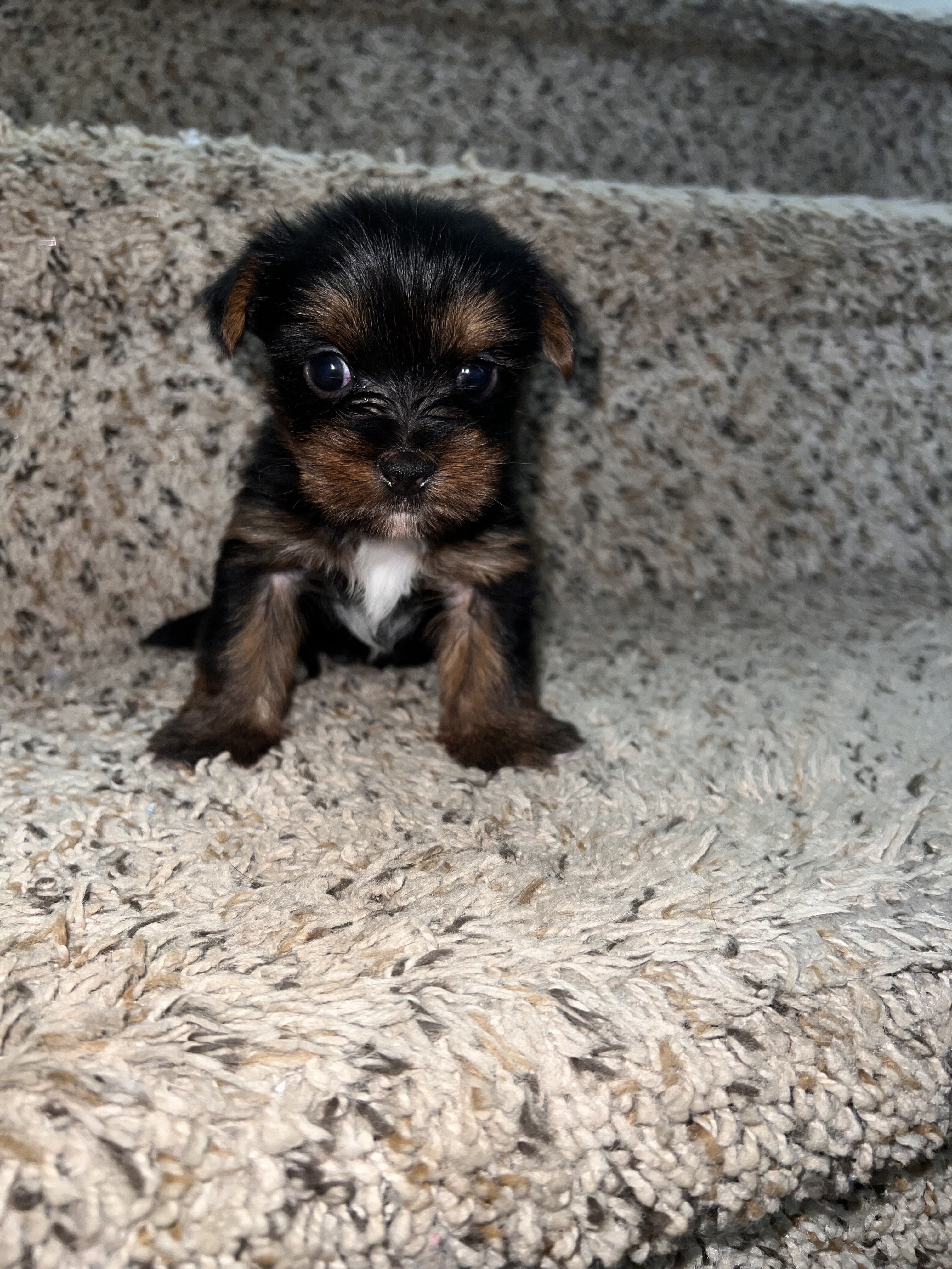 Yorkshire terrier puppies for sale image 5