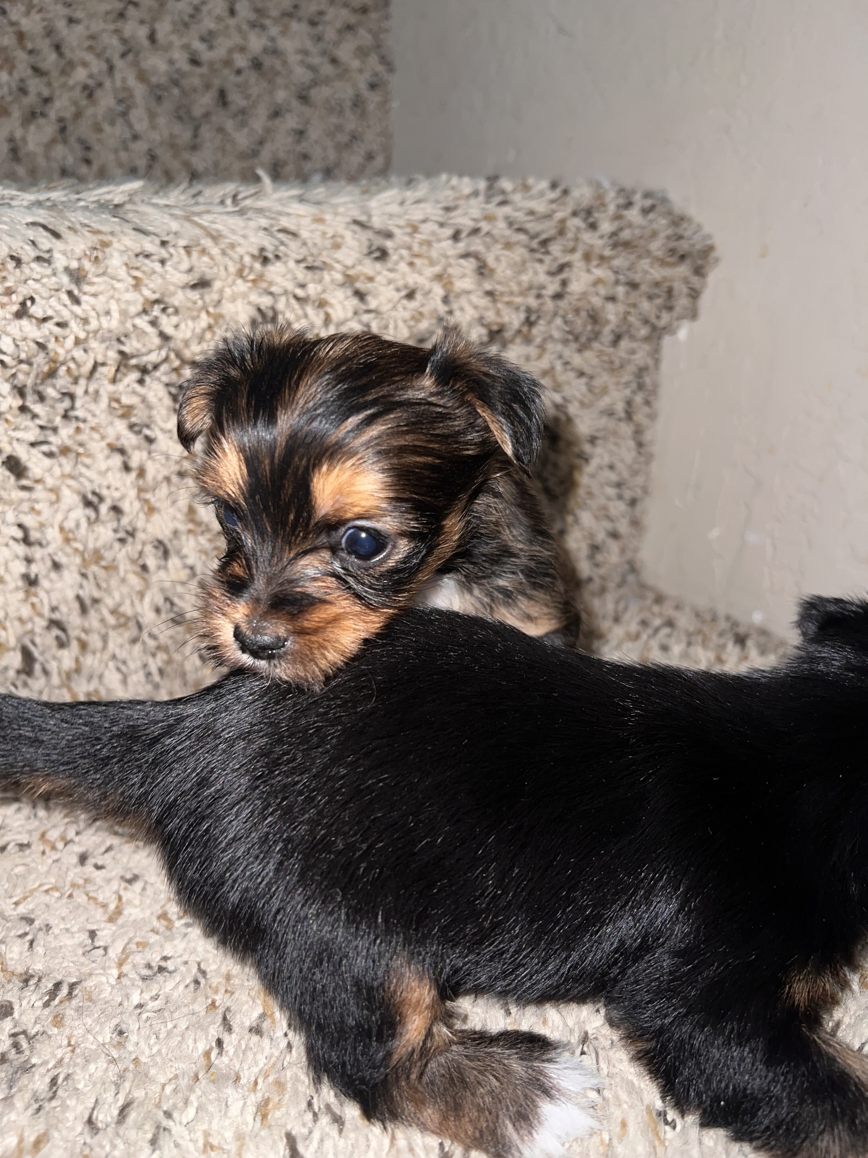 Yorkshire terrier puppies for sale image 4