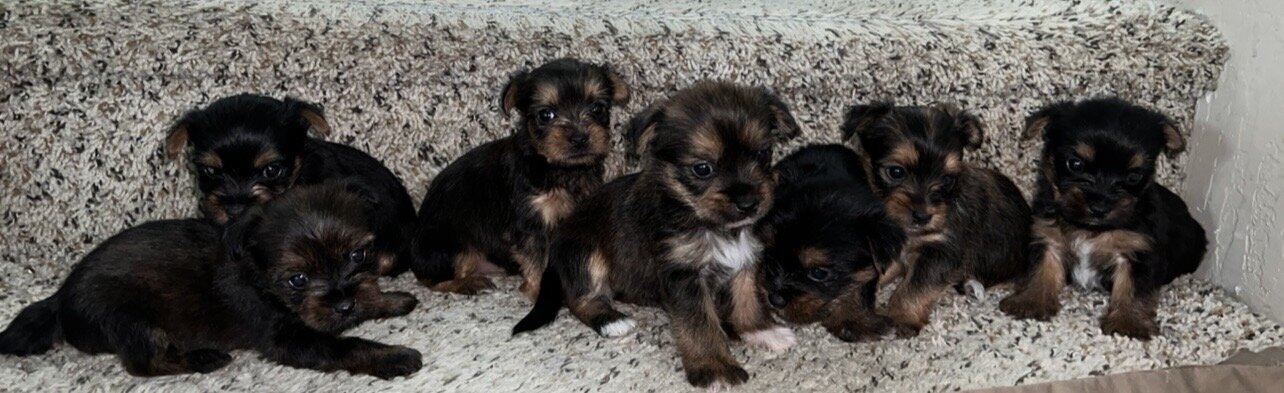 Yorkshire terrier puppies for sale image 2