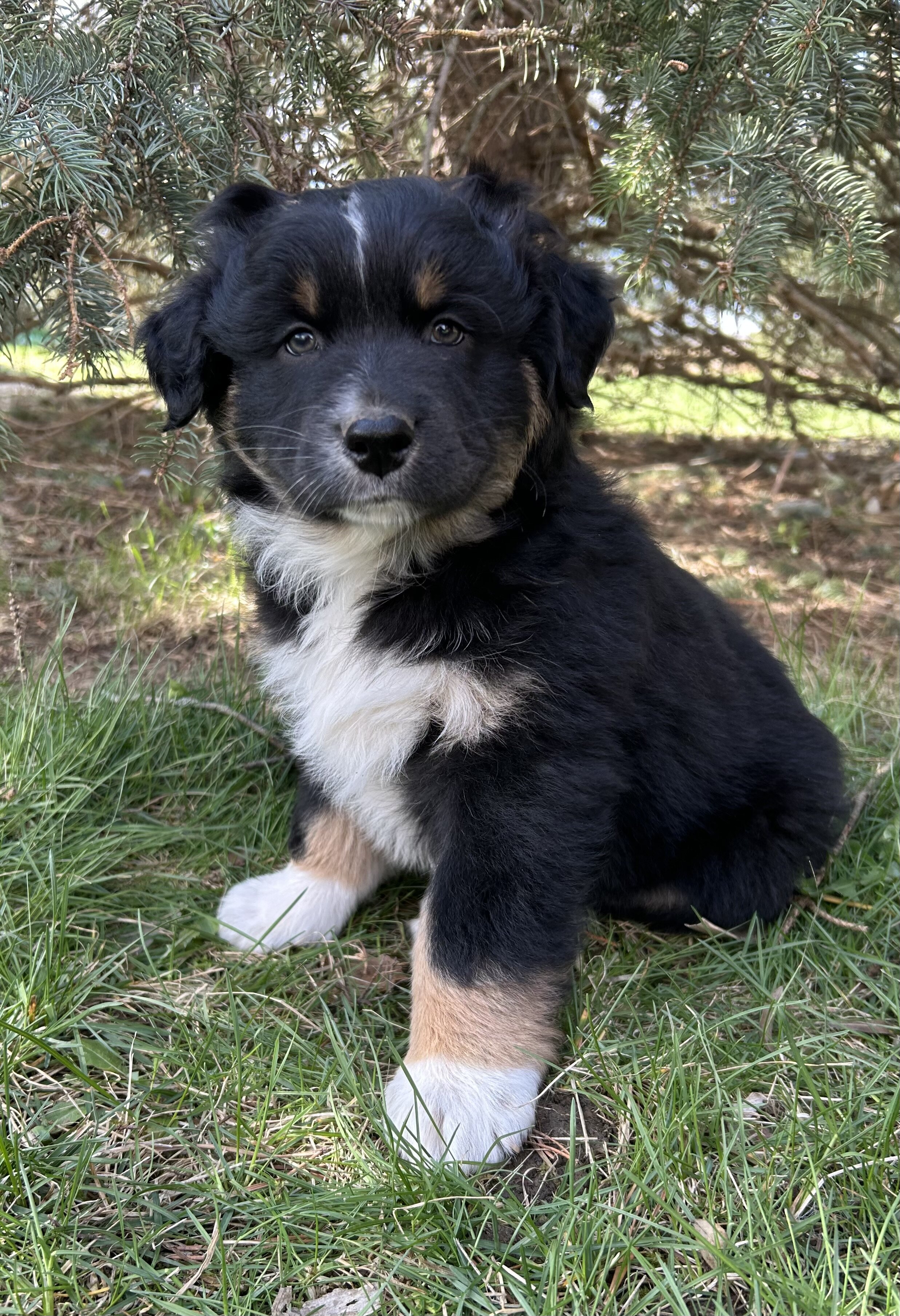 Orange Collar Aussie image 1