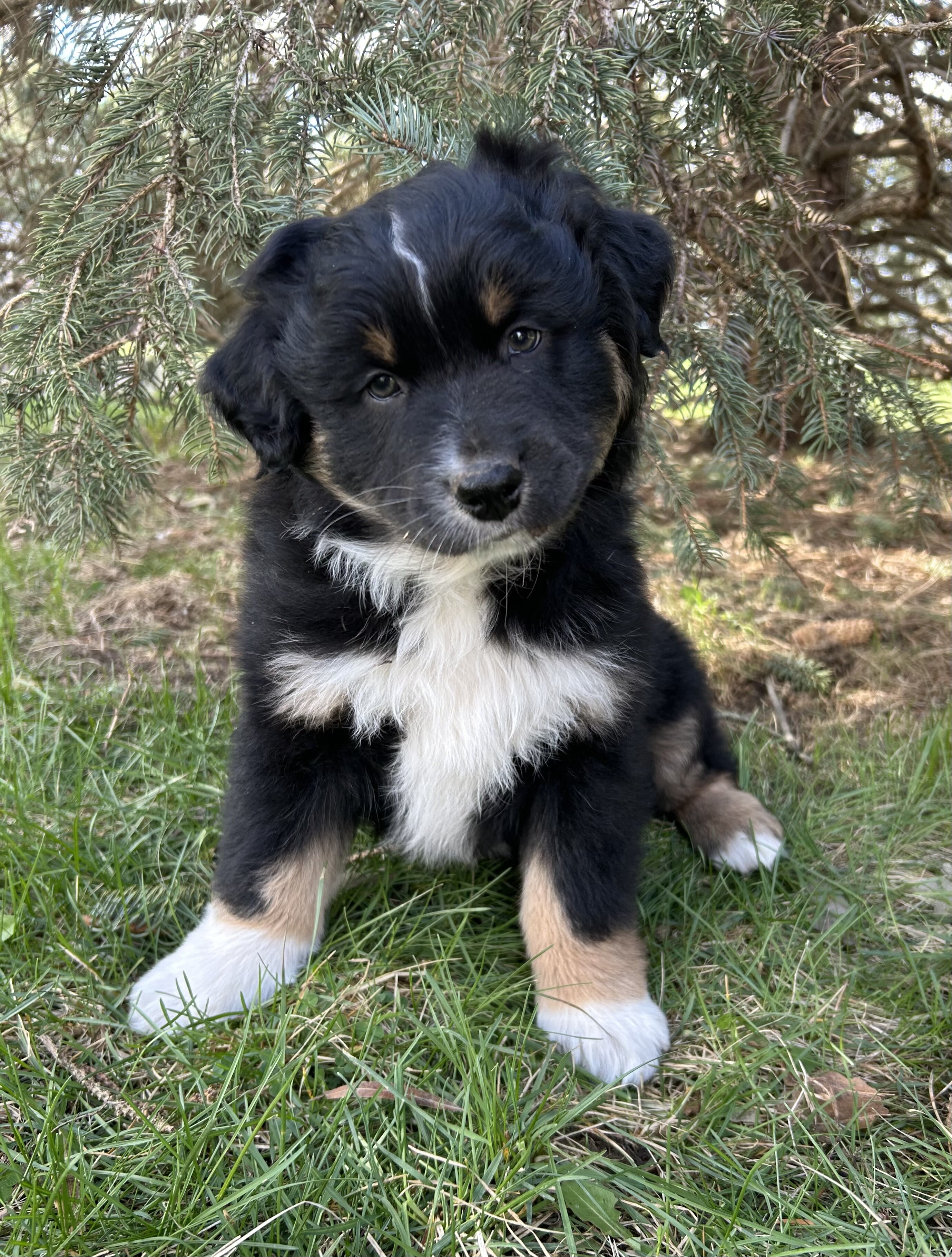 Orange Collar Aussie image 2