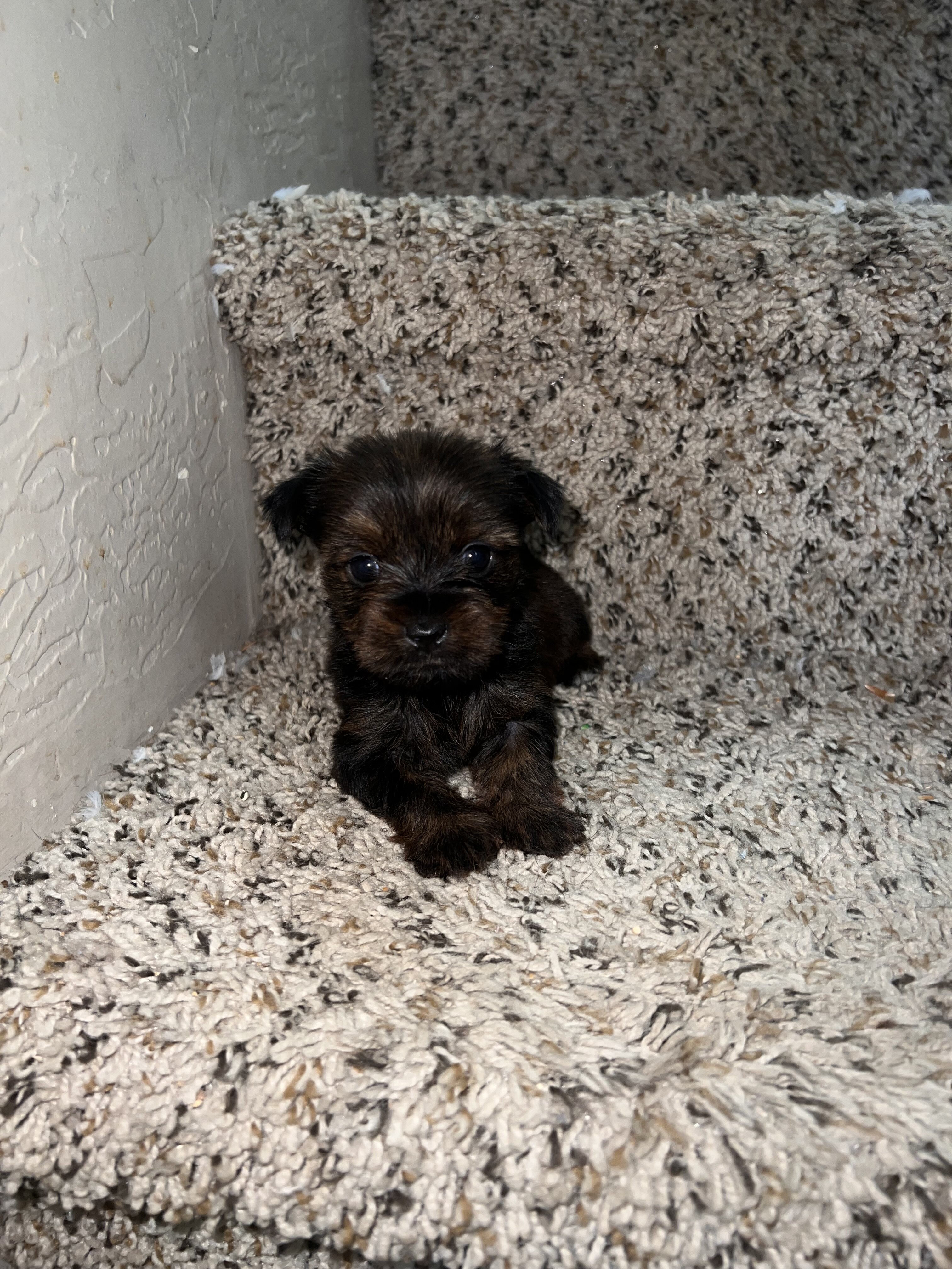 Yorkshire terrier puppies image 3