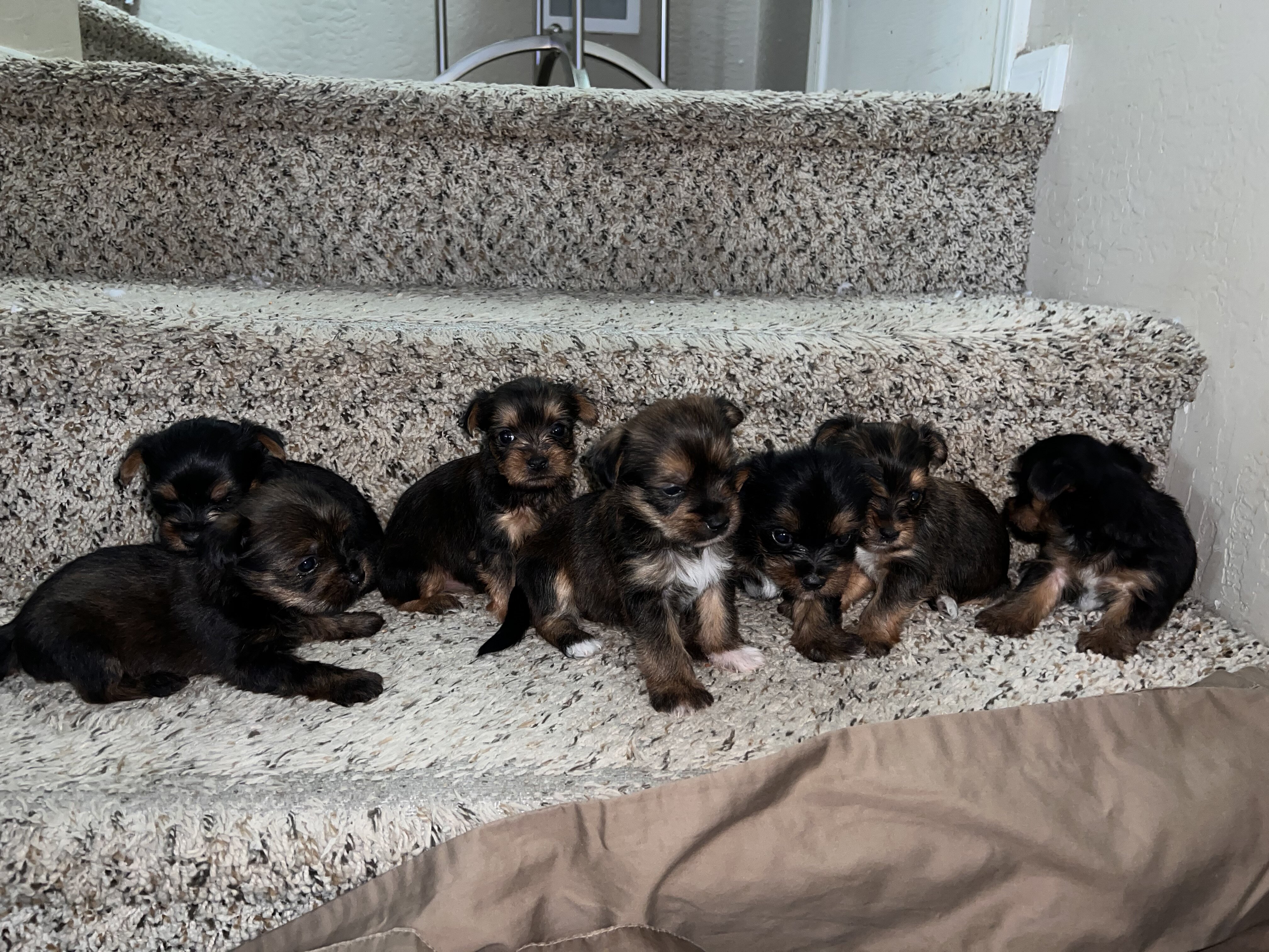 Yorkshire terrier puppies image 2