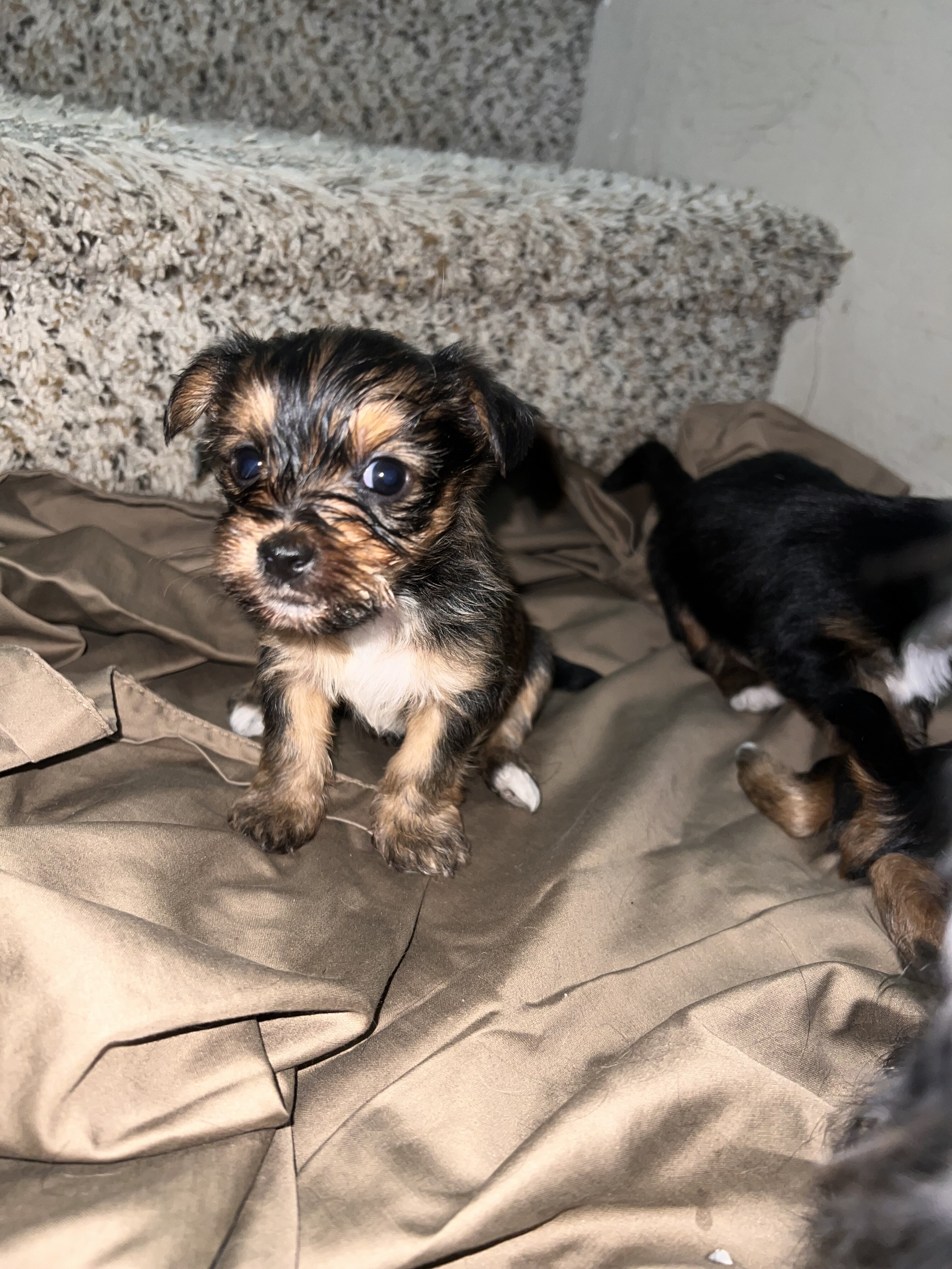 Yorkshire terrier puppies image 6