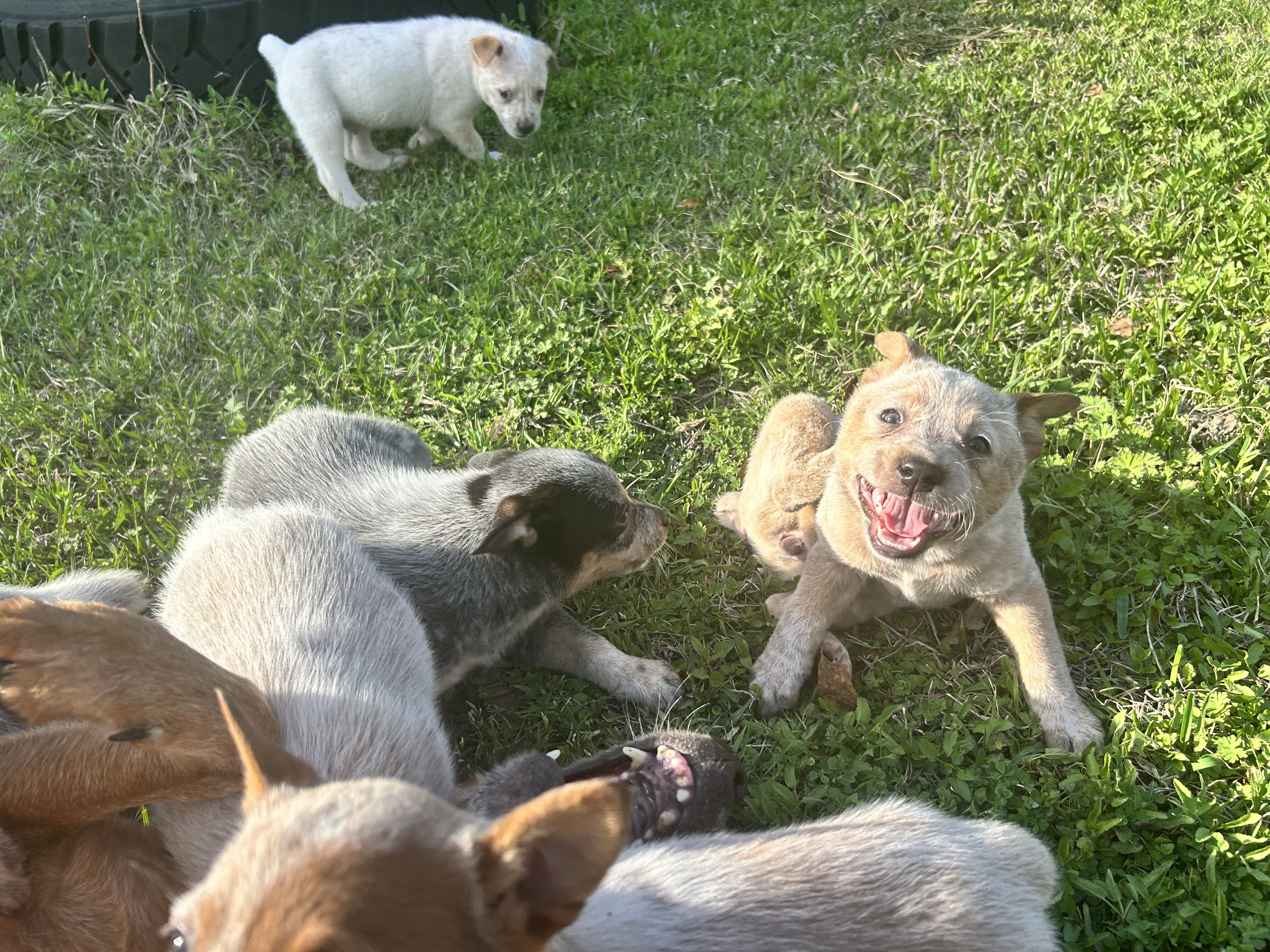 Red heeler puppies image 3