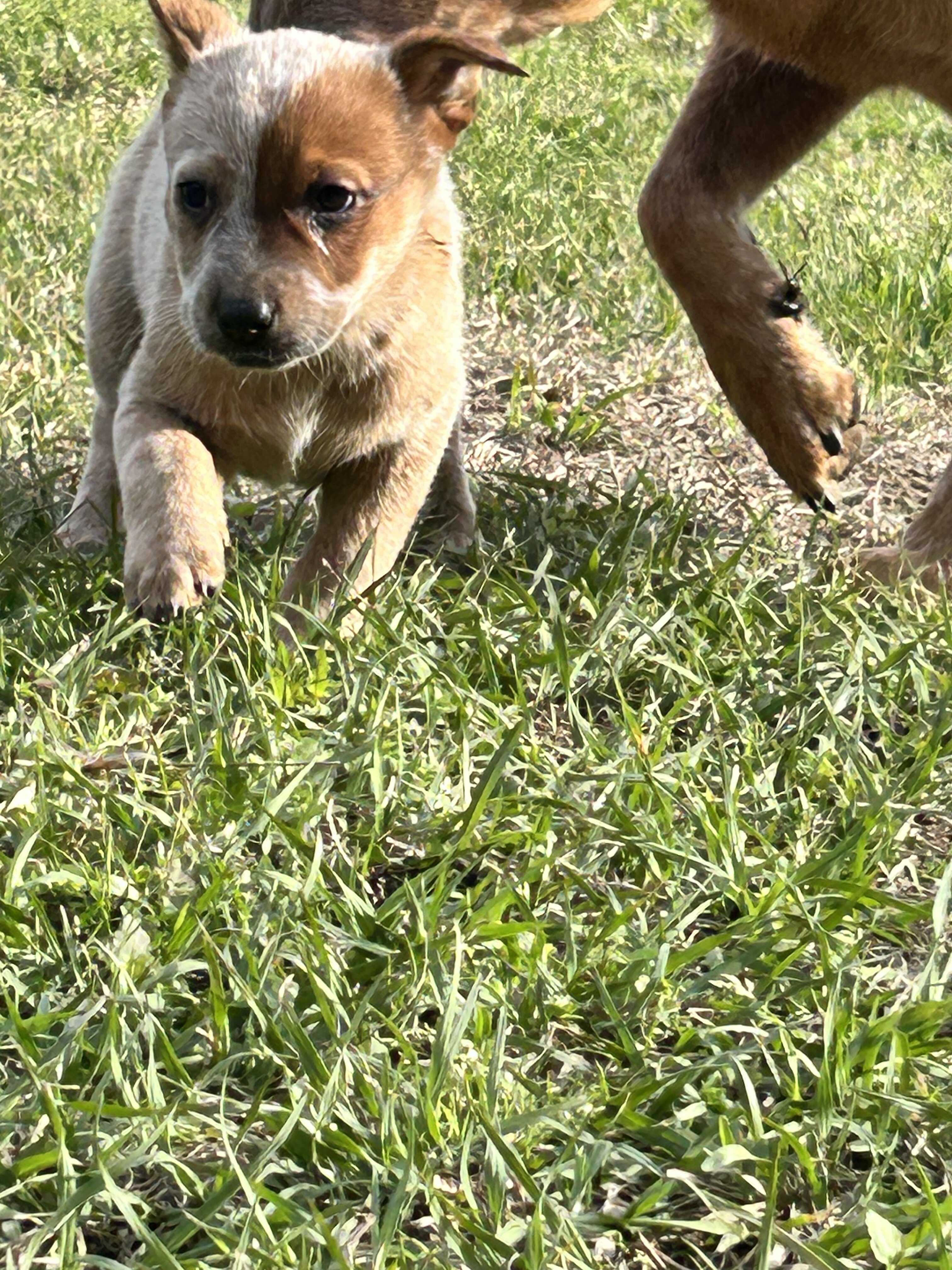 Red heeler puppies image 2