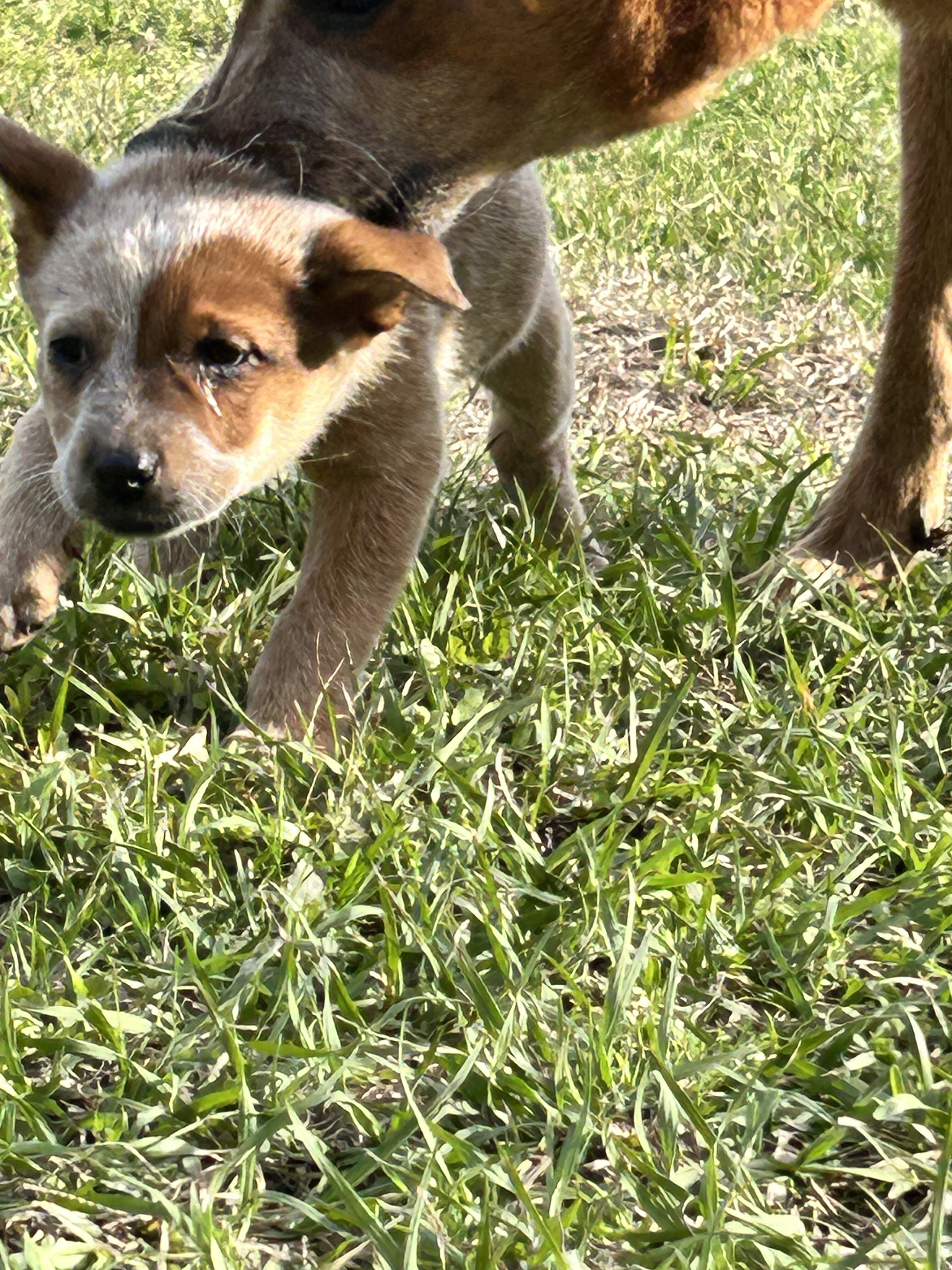 Red heeler puppies image 1