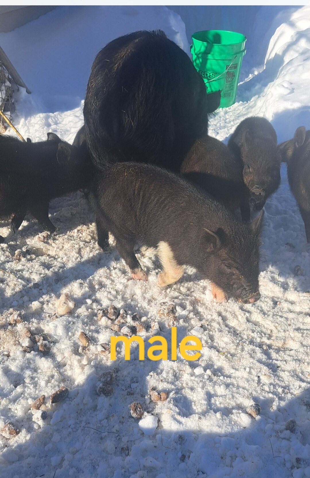 Mini piglets image 4