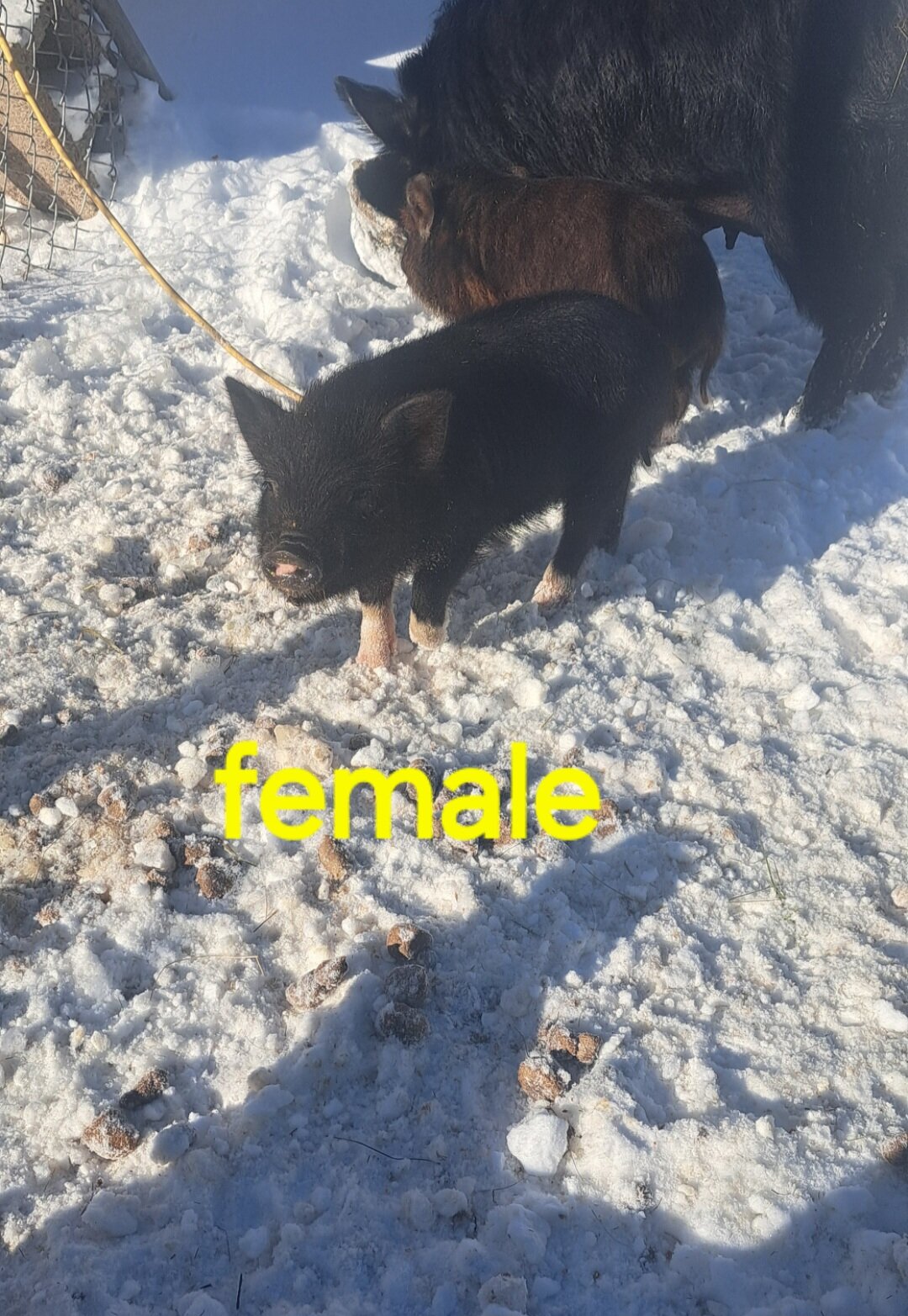 Mini piglets image 2