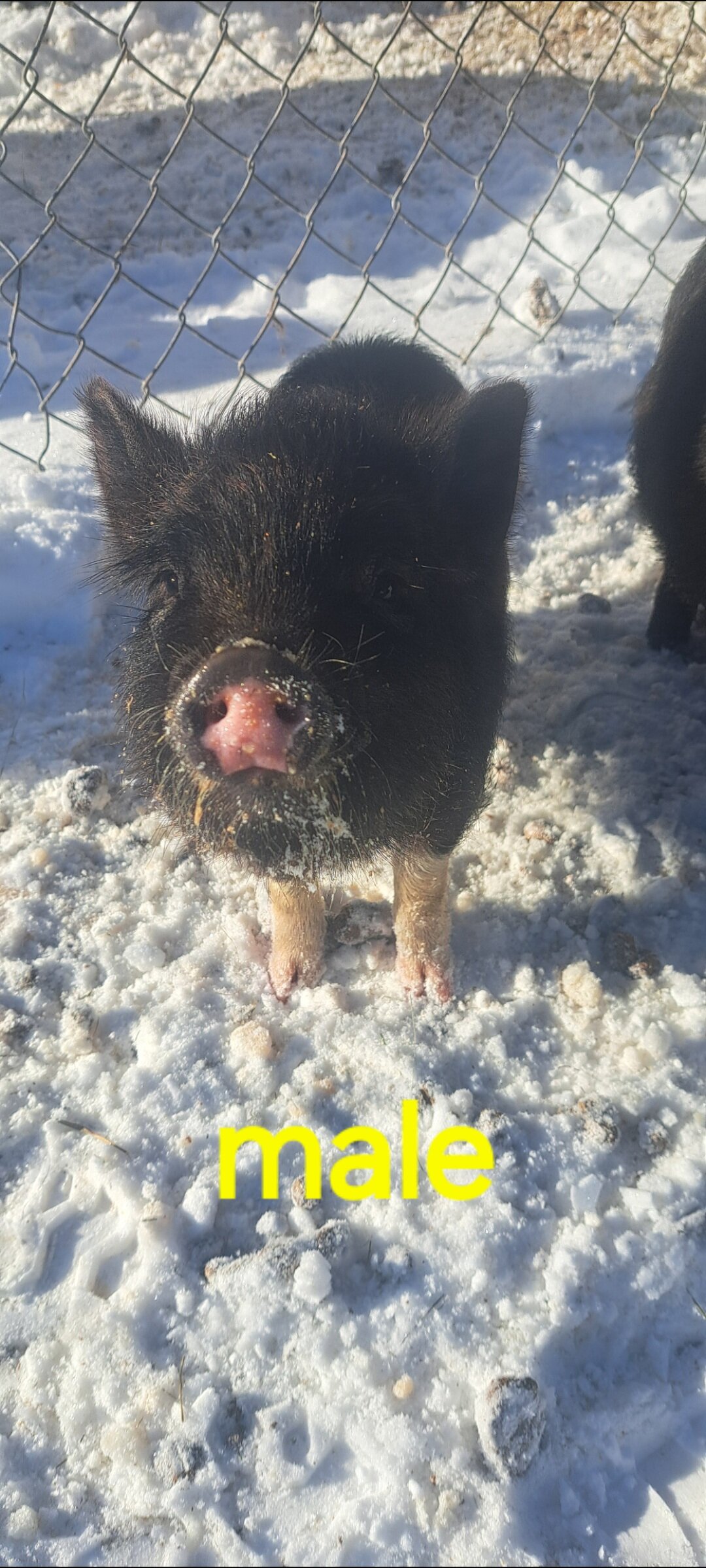 Mini piglets image 3