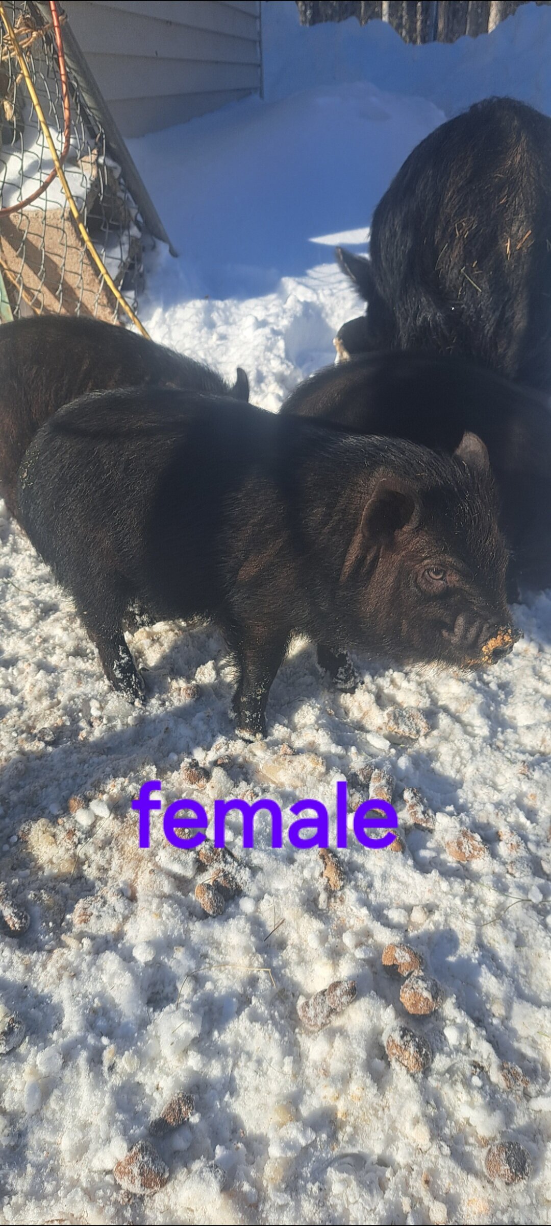Mini piglets image 7