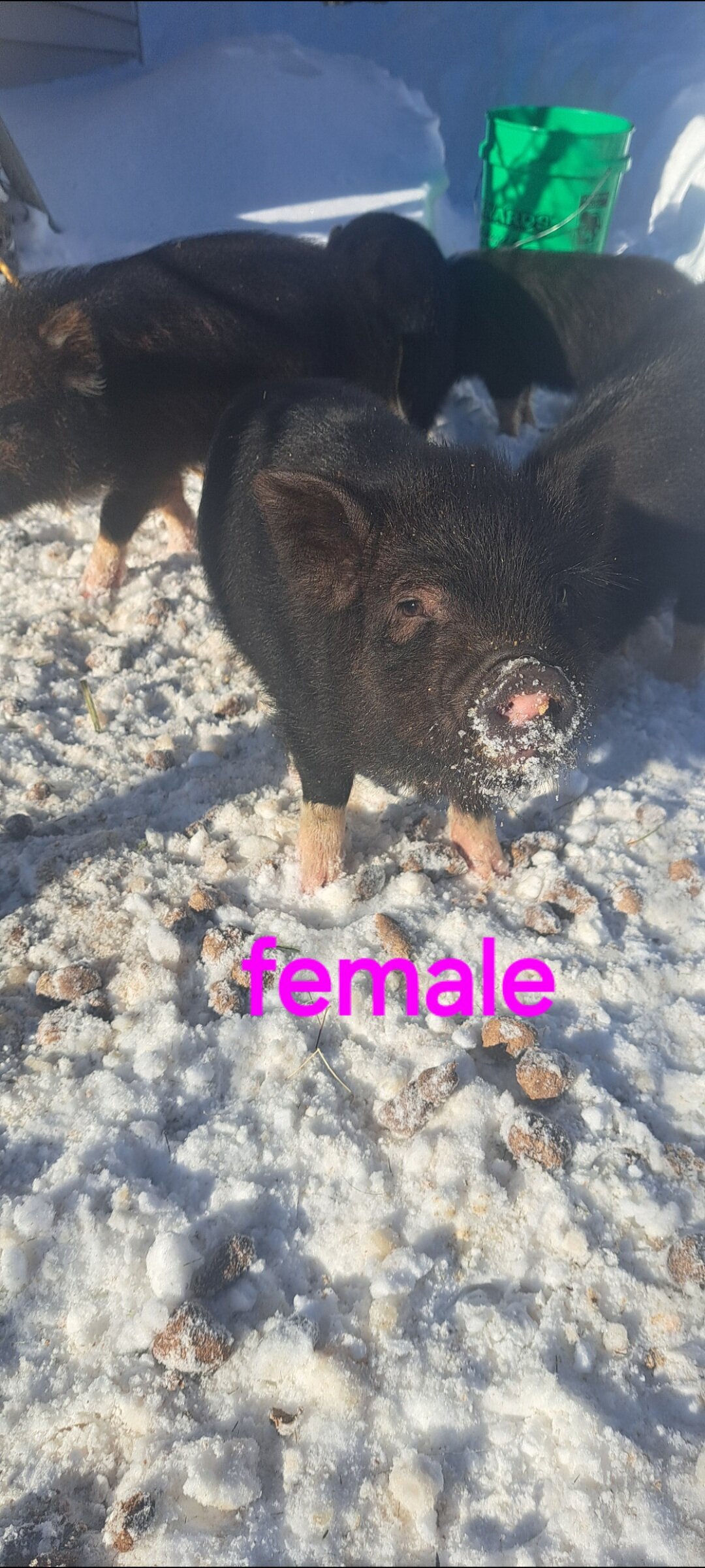 Mini piglets image 8