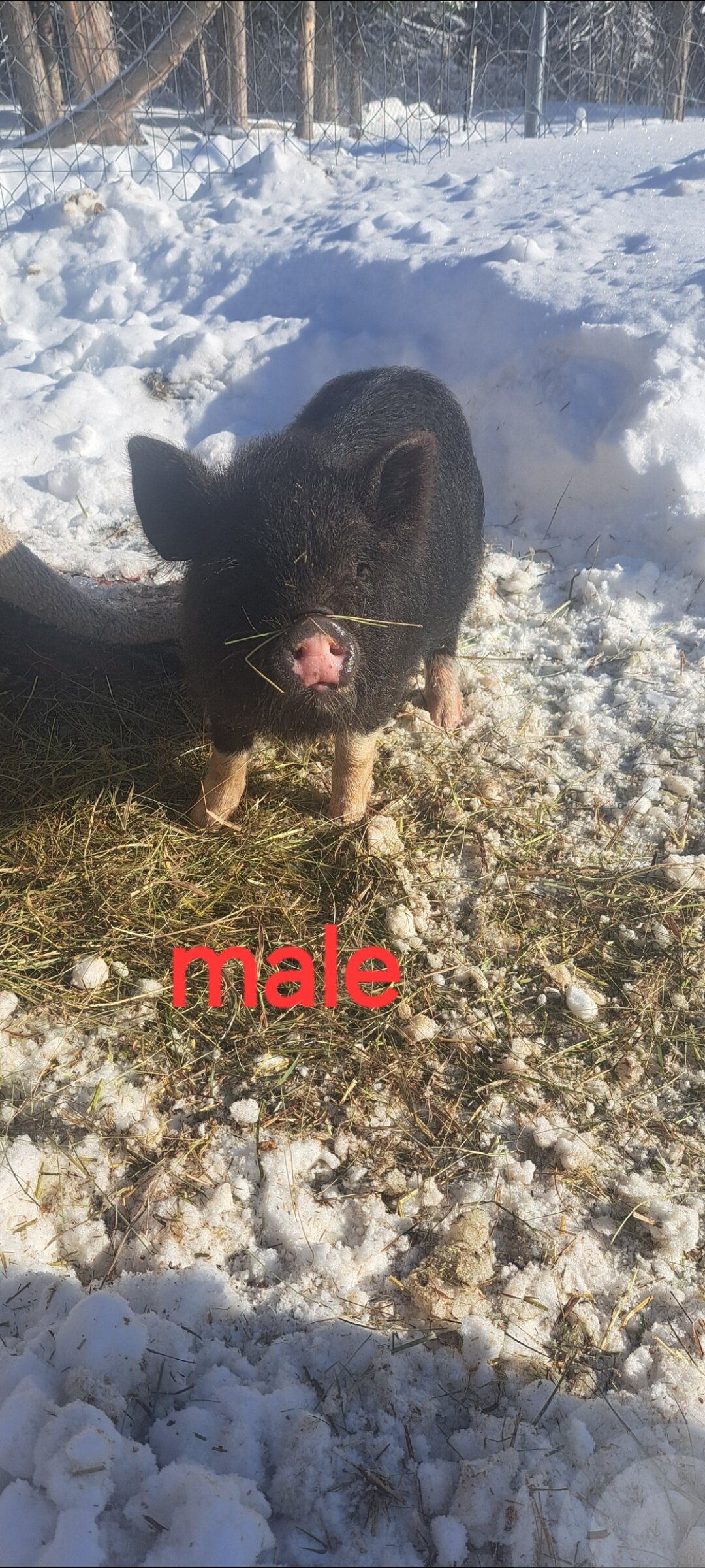 Mini piglets image 9