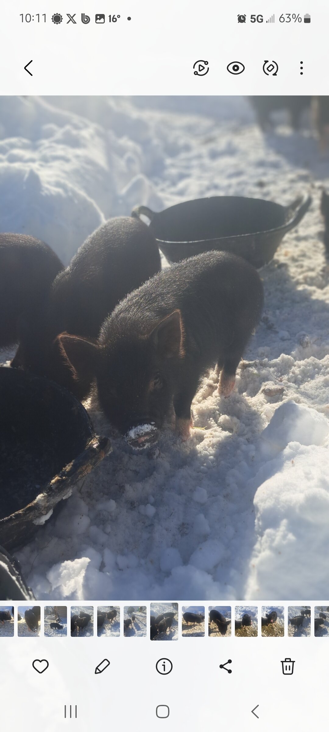 Mini piglets image 10