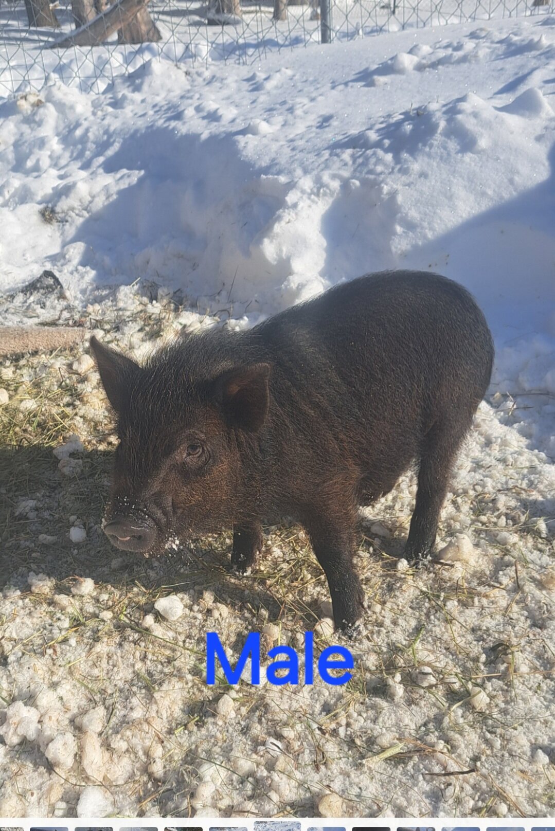 Mini piglets image 5