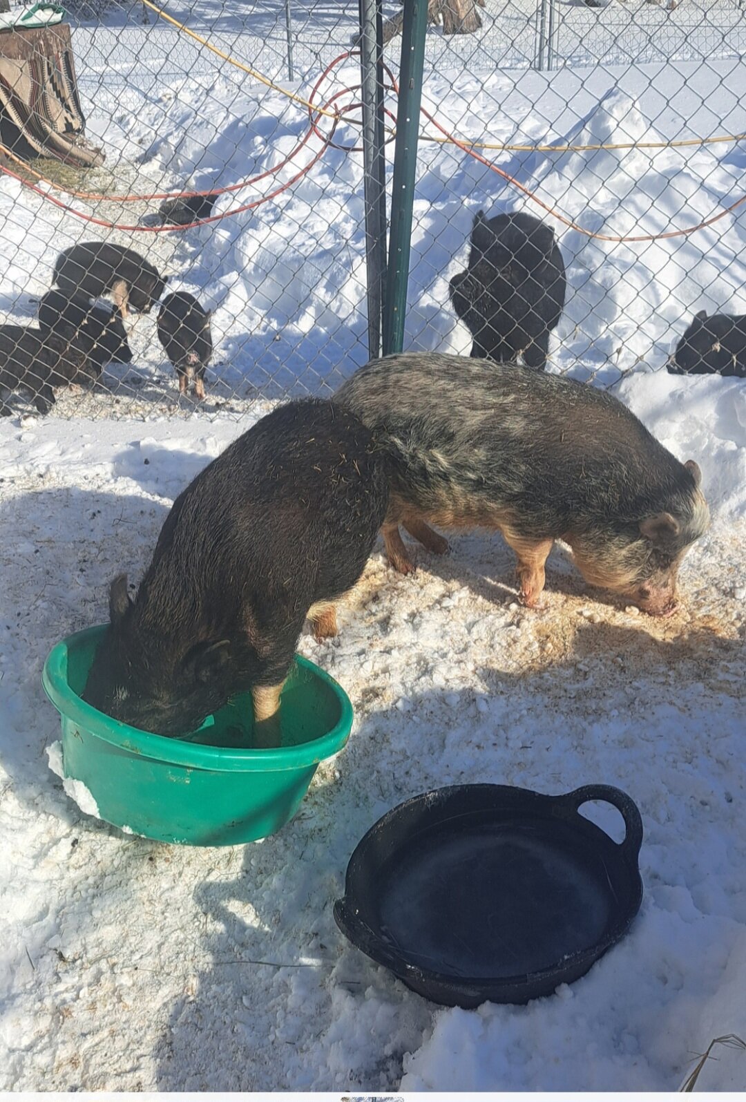 Mini piglets image 6
