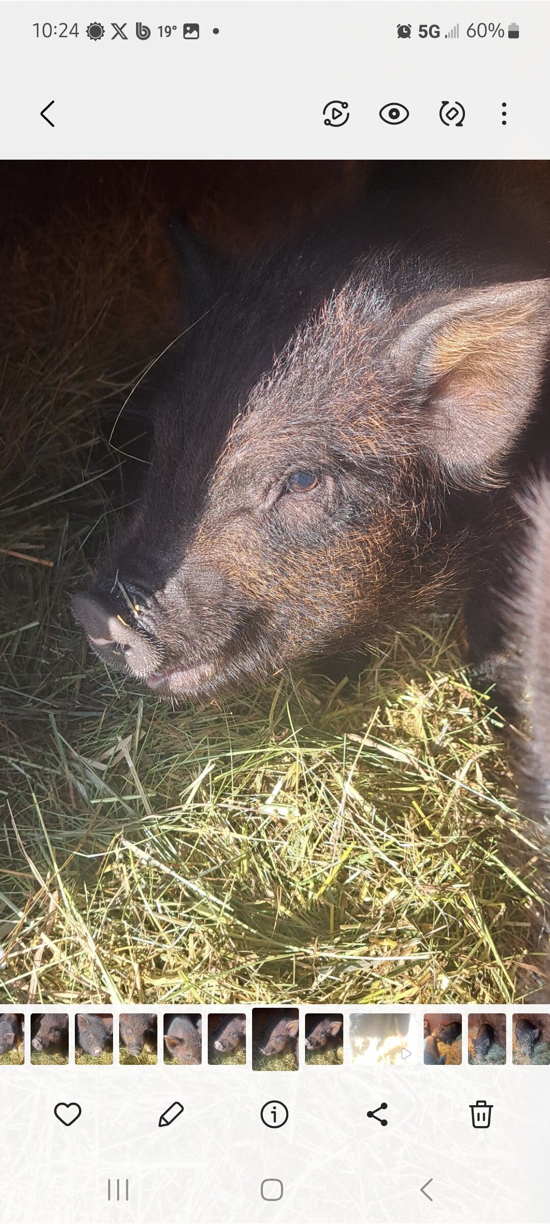 Mini piglets image 1