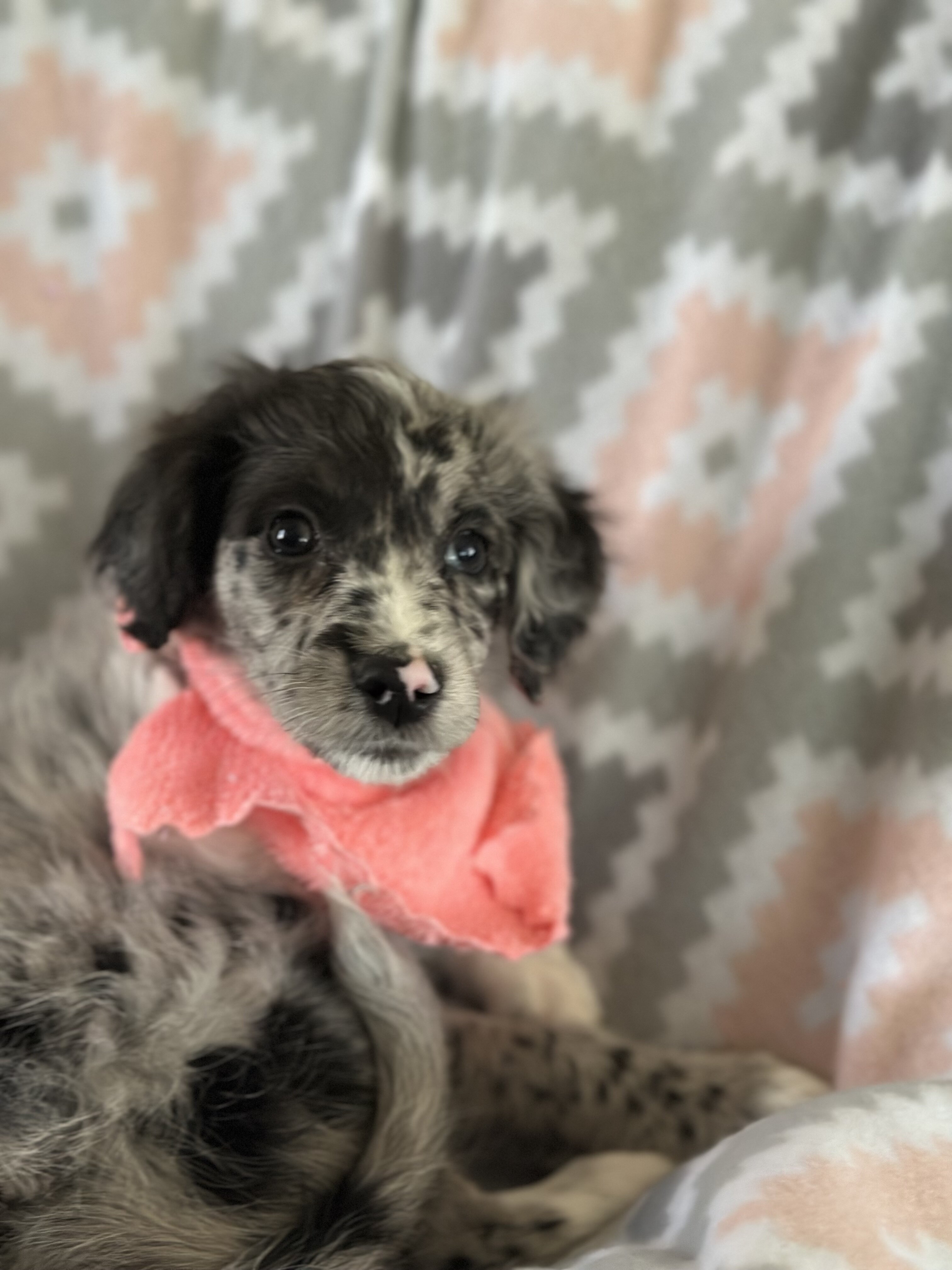 Minnie image 7