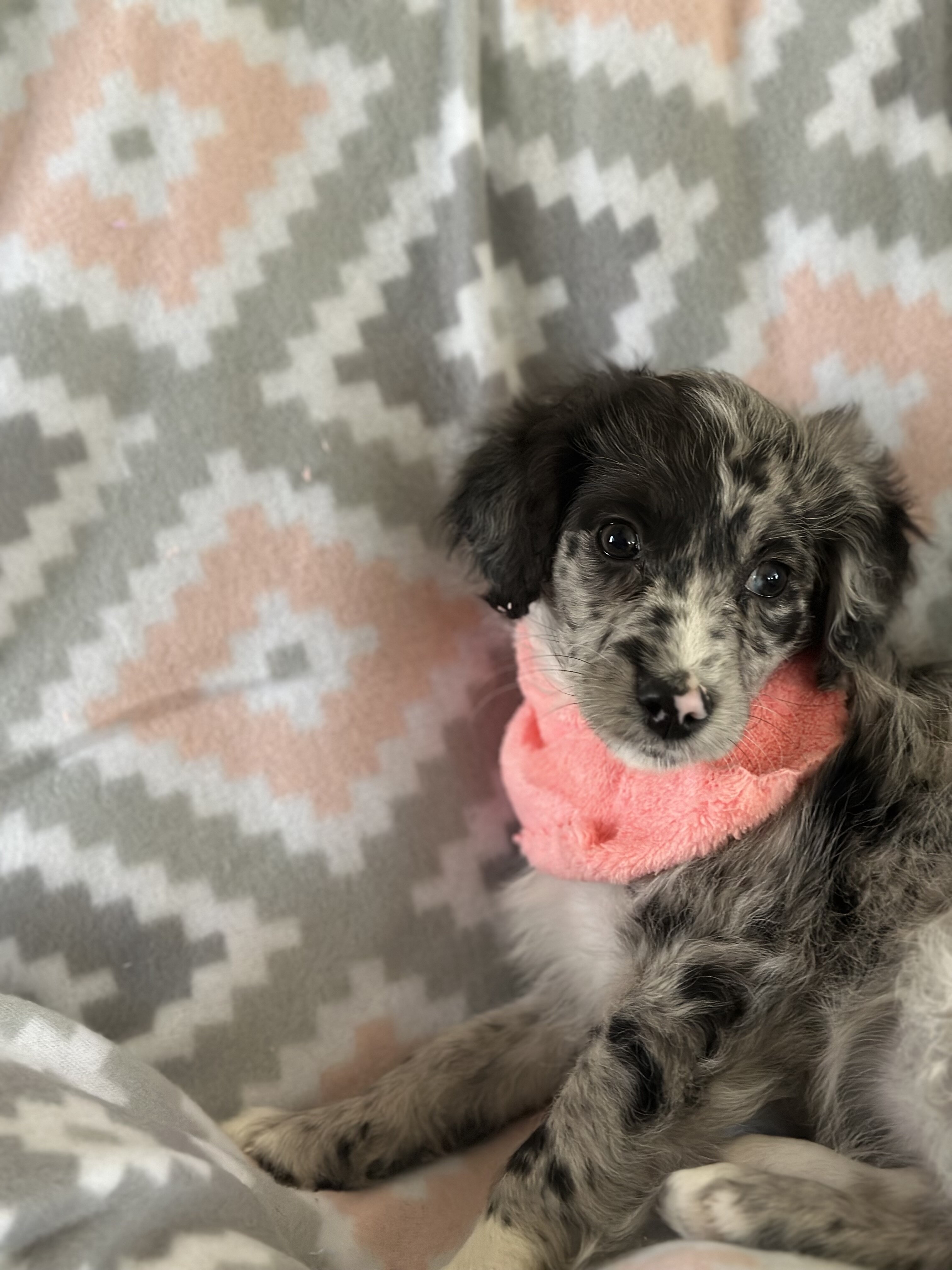 Minnie image 6