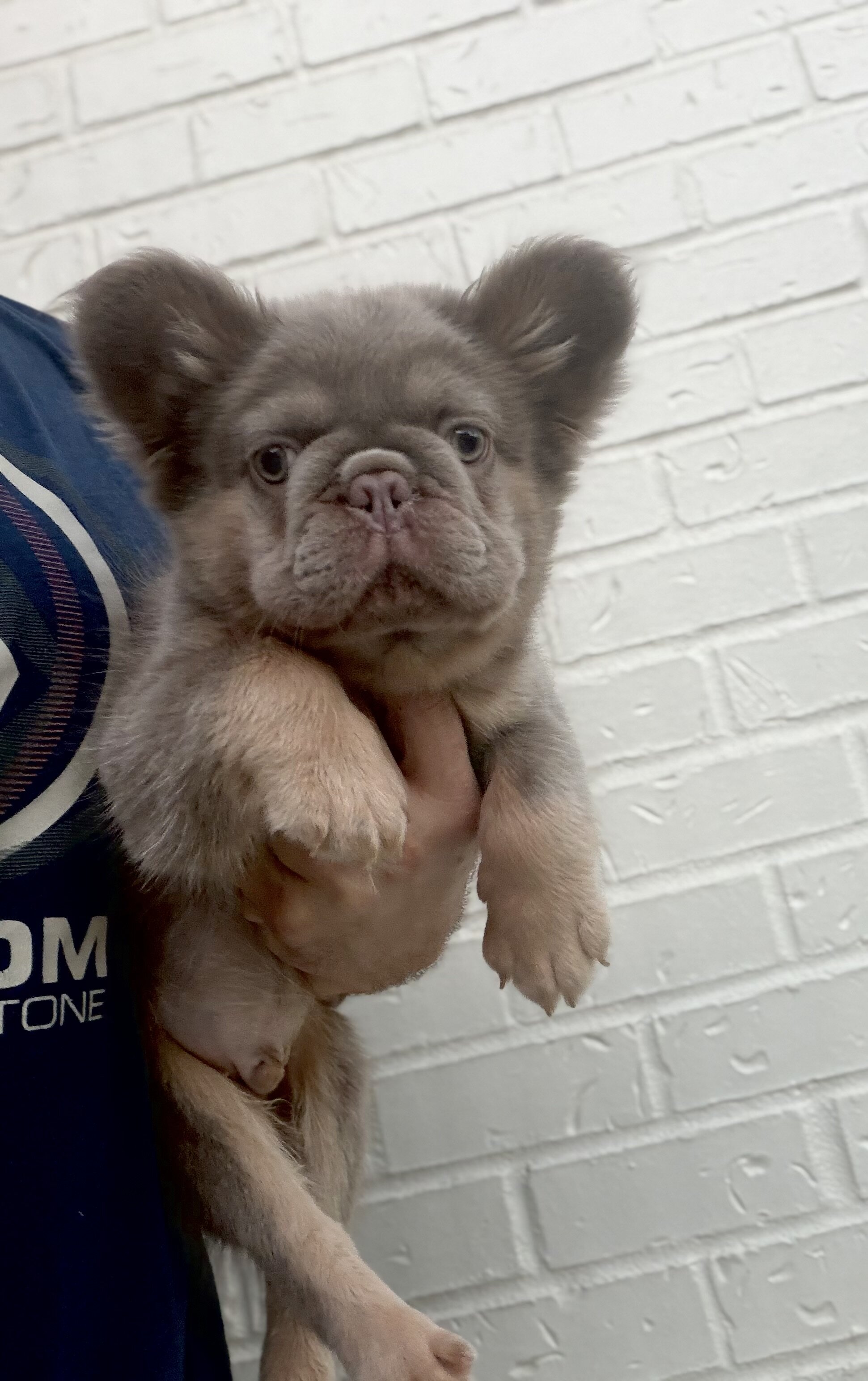 French bulldog pups image 1